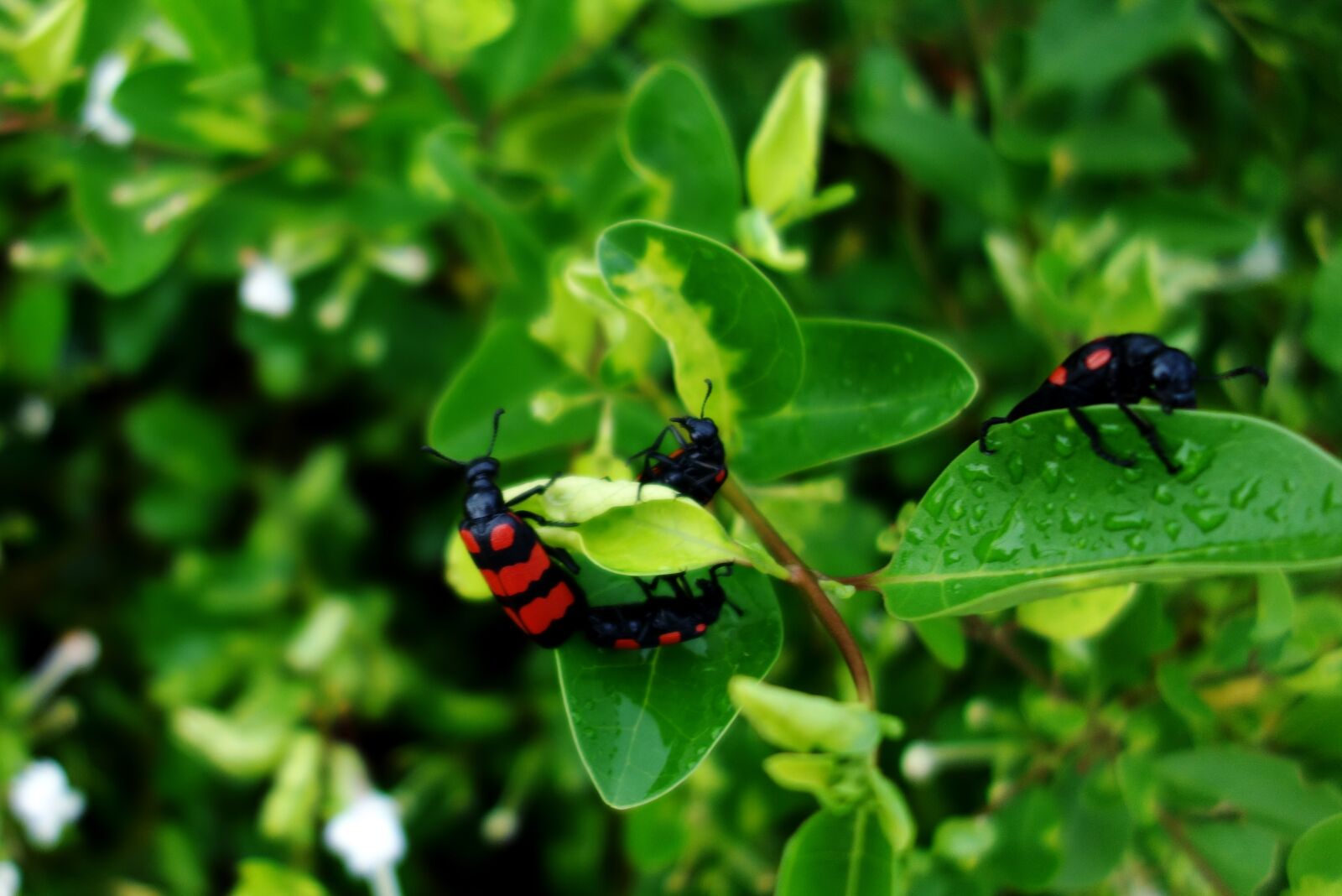 Sony Cyber-shot DSC-RX100 sample photo. Blister, beetle, blister, beetles photography