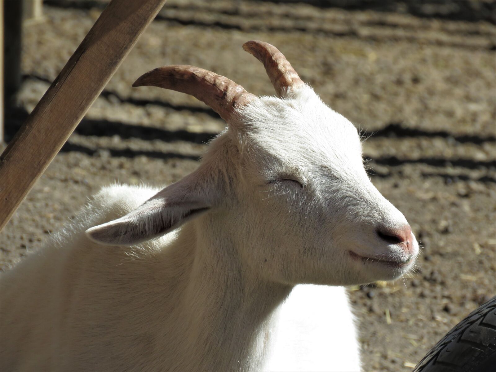 Canon PowerShot SX60 HS sample photo. Goat, farm animal, animal photography
