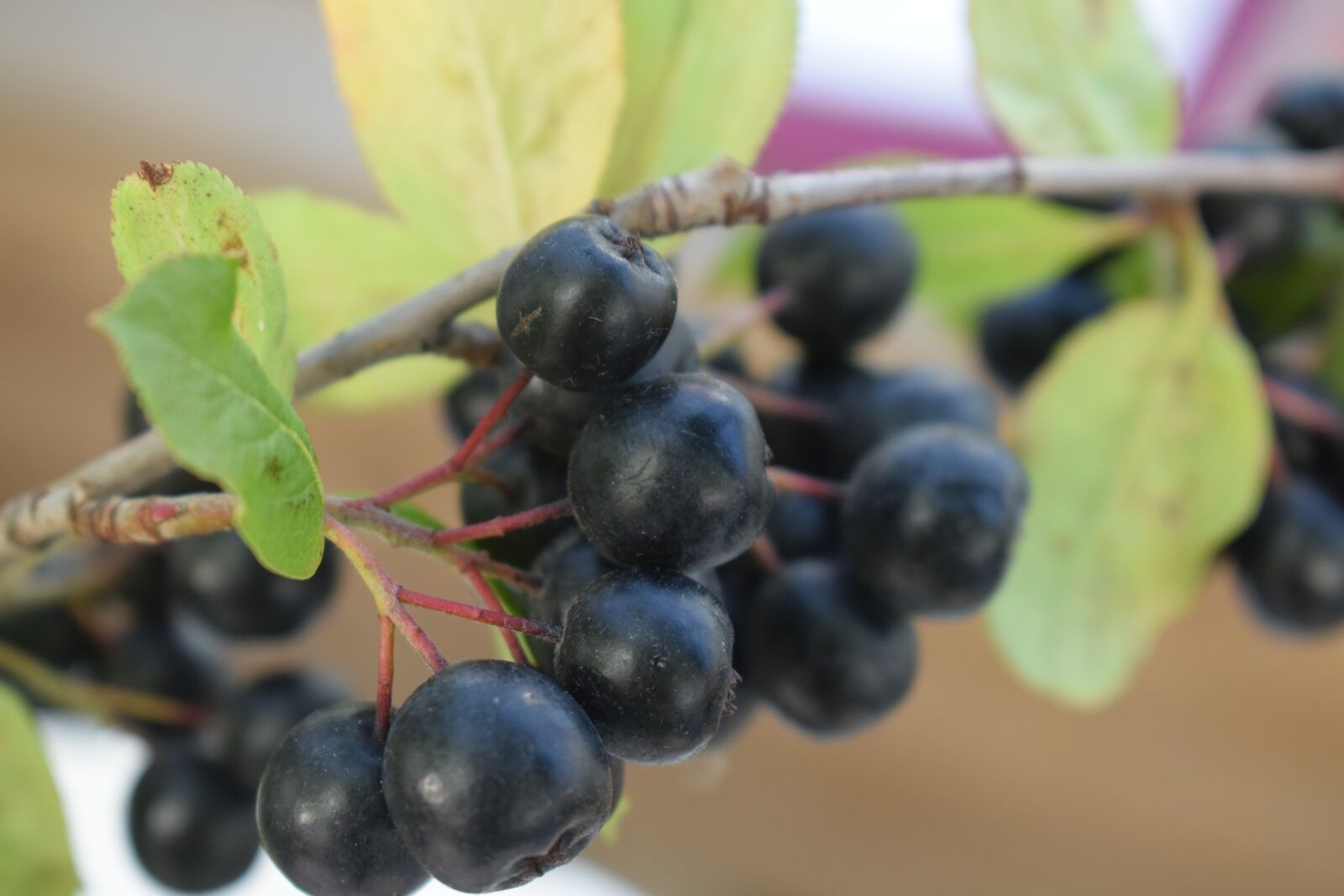Nikon D3300 sample photo. Aronia, berry, mat photography