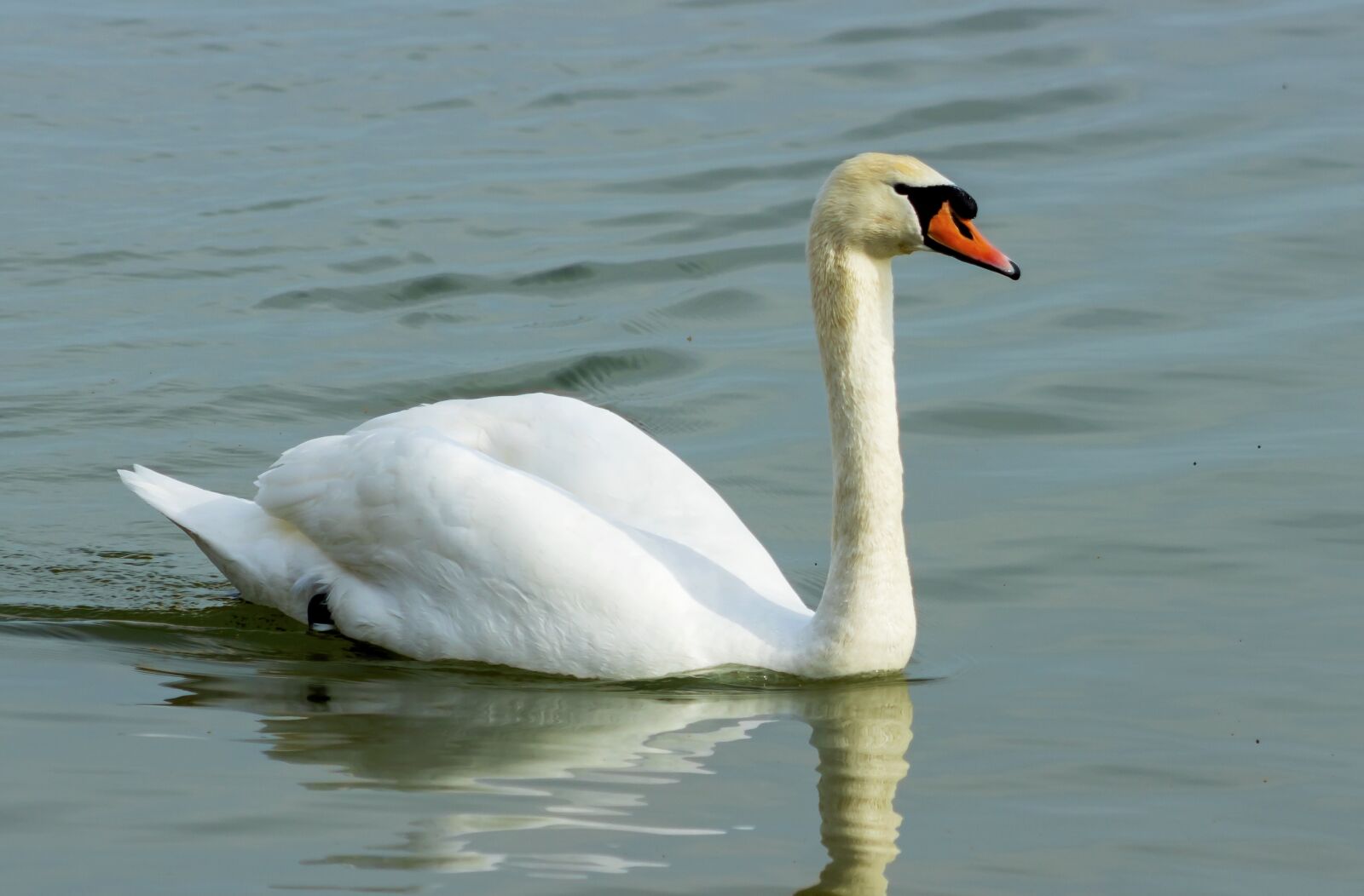 Canon EF75-300mm f/4-5.6 sample photo. Mute swan, swan, white photography