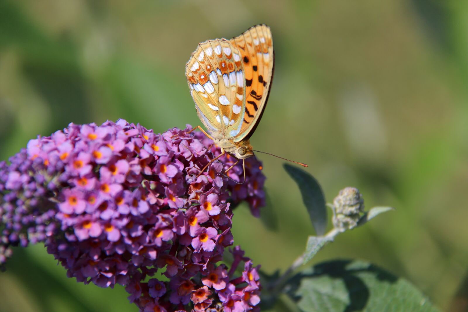Canon EF-S 18-200mm F3.5-5.6 IS sample photo. Butterfly, medium mother-of-pearl, flower photography