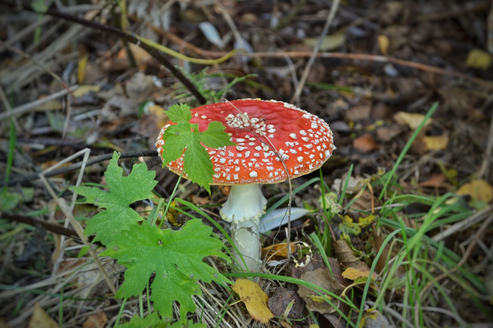 Nikon D3100 sample photo. Nature, mushroom, amanita photography