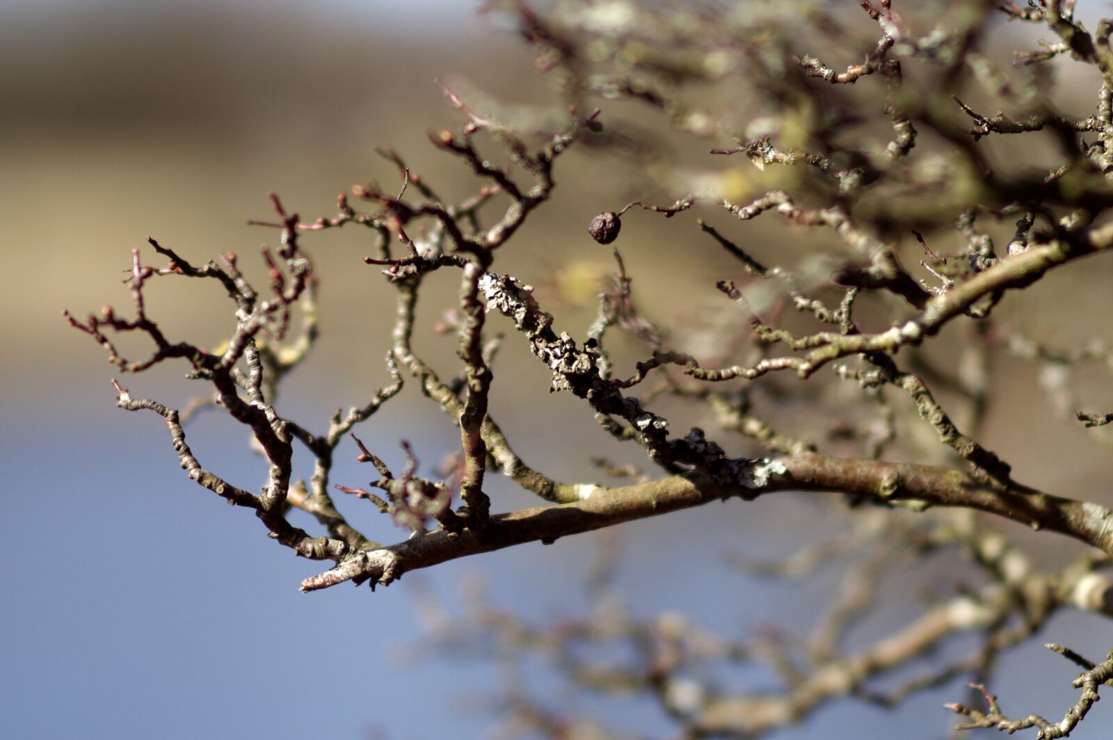 Nikon D3200 sample photo. Branch, tree, desktop photography