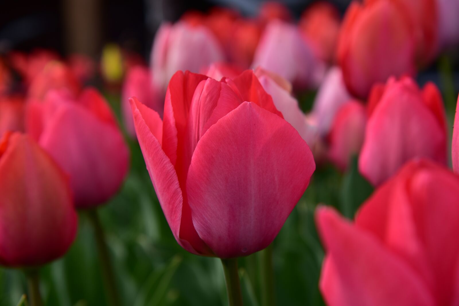 Nikon D750 sample photo. Tulips, spring, tulip bed photography