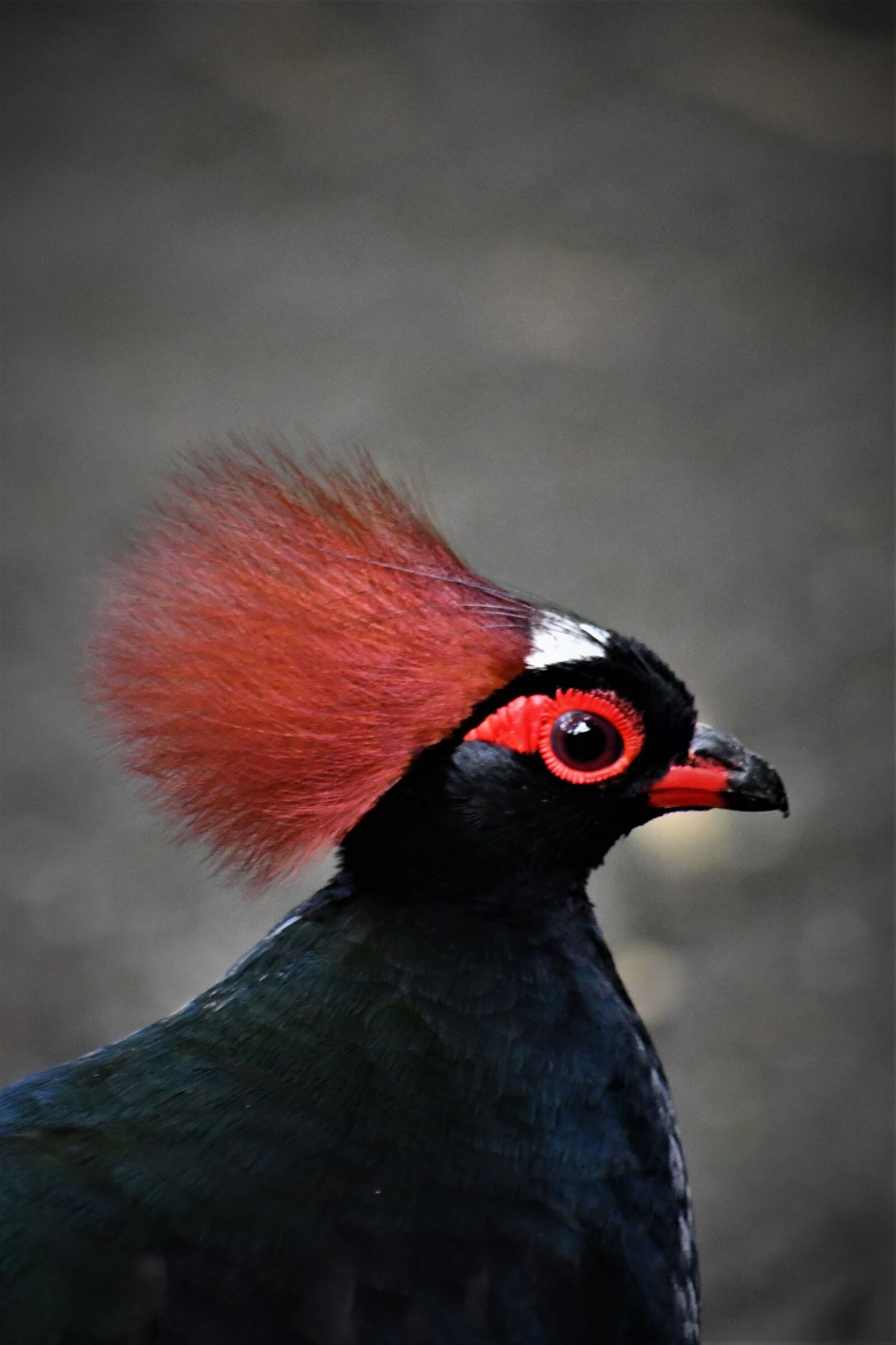 Nikon D7500 sample photo. Zoo, emmen, bird photography