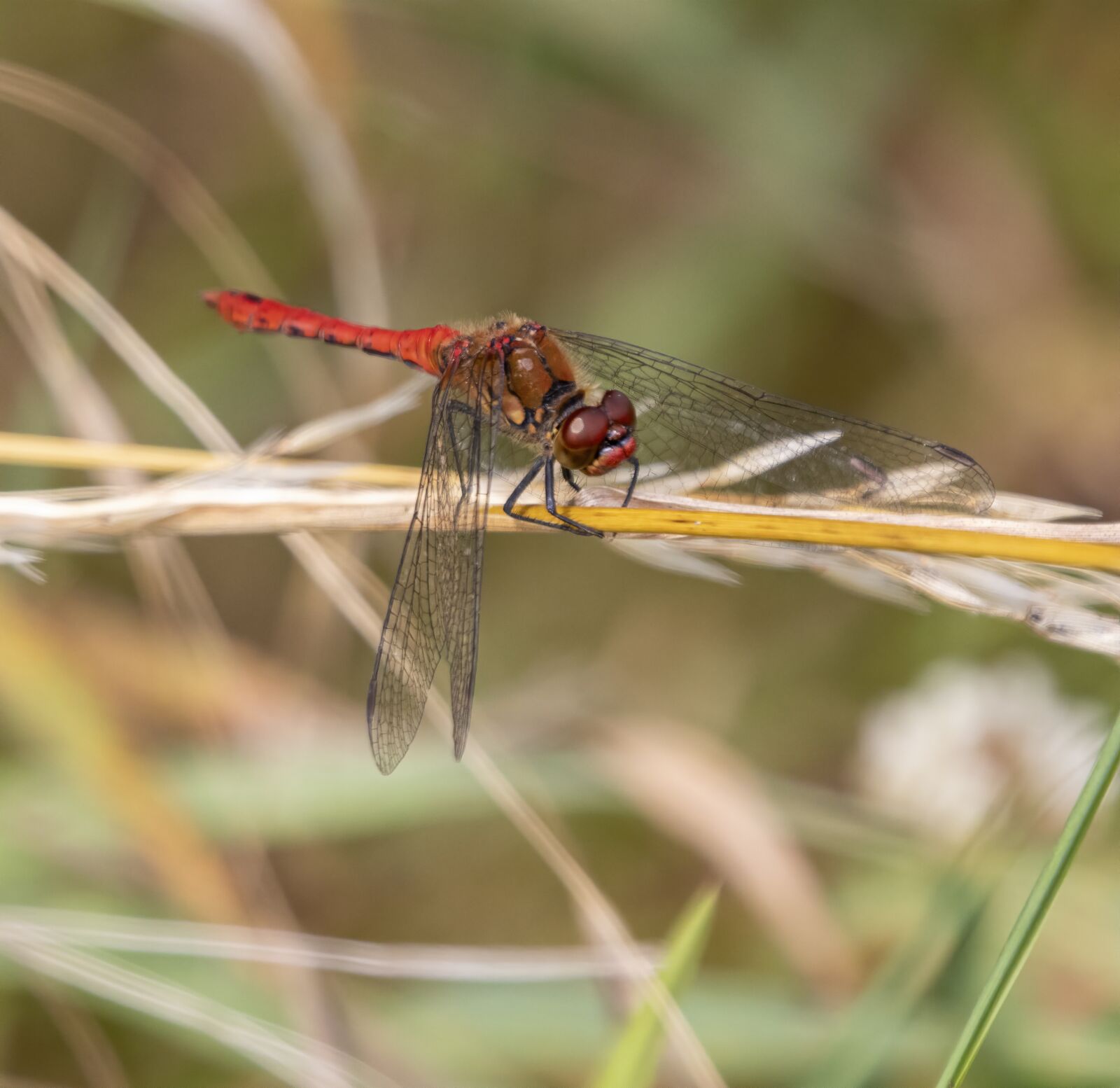 Sigma 100-400mm F5-6.3 DG OS HSM sample photo. Ruddy-darter, dragonfly, nature photography