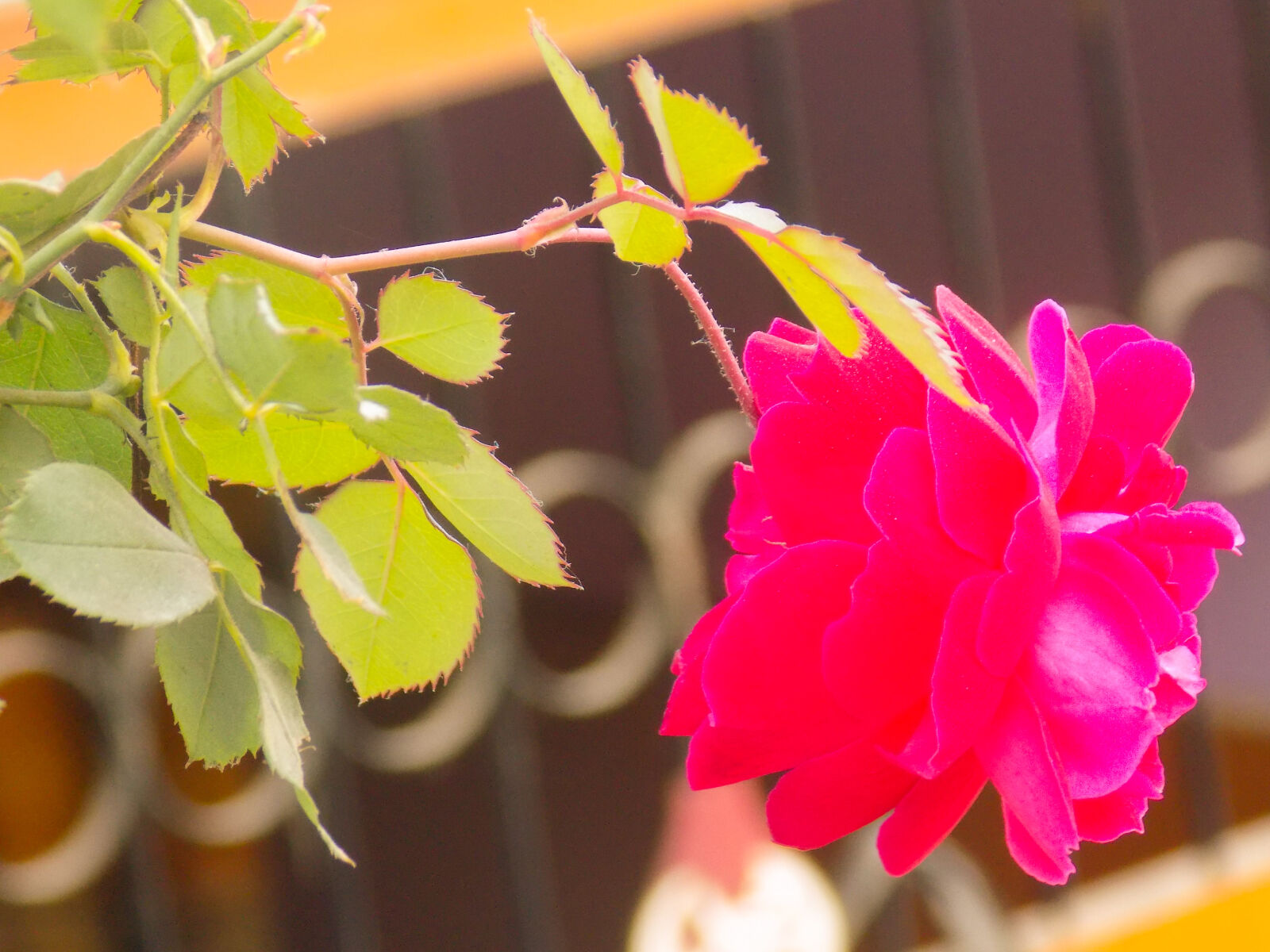 Nikon COOLPIX L340 sample photo