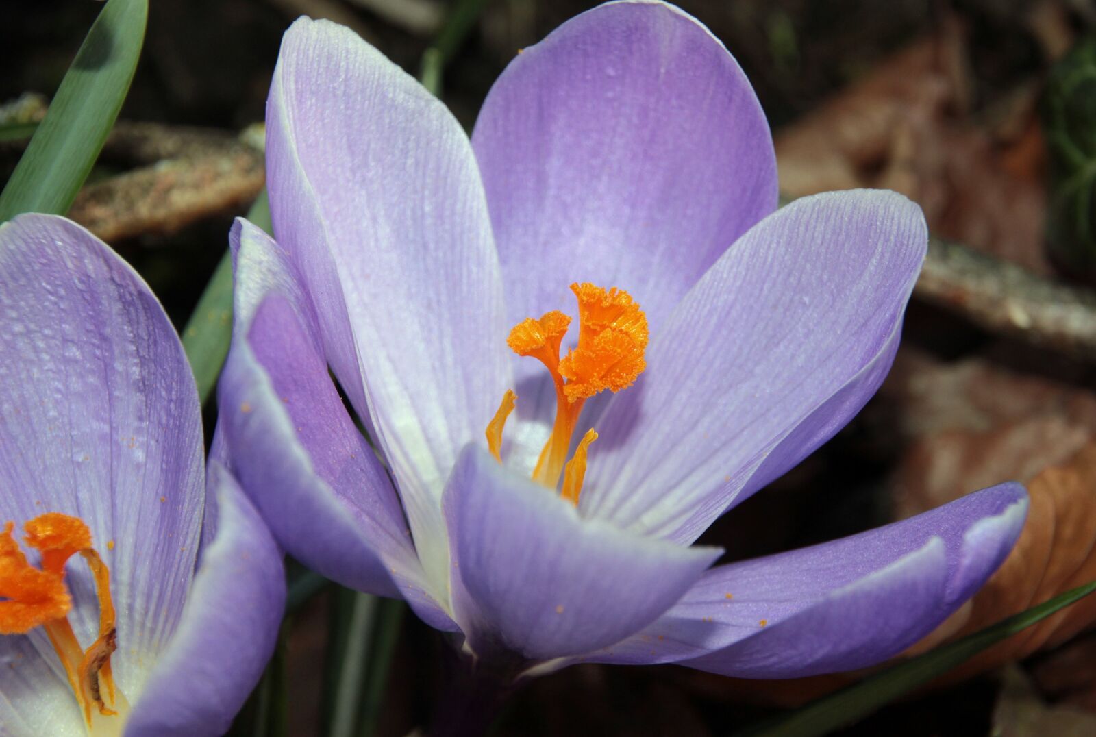 Canon EOS 650D (EOS Rebel T4i / EOS Kiss X6i) sample photo. Crocus, harbinger of spring photography
