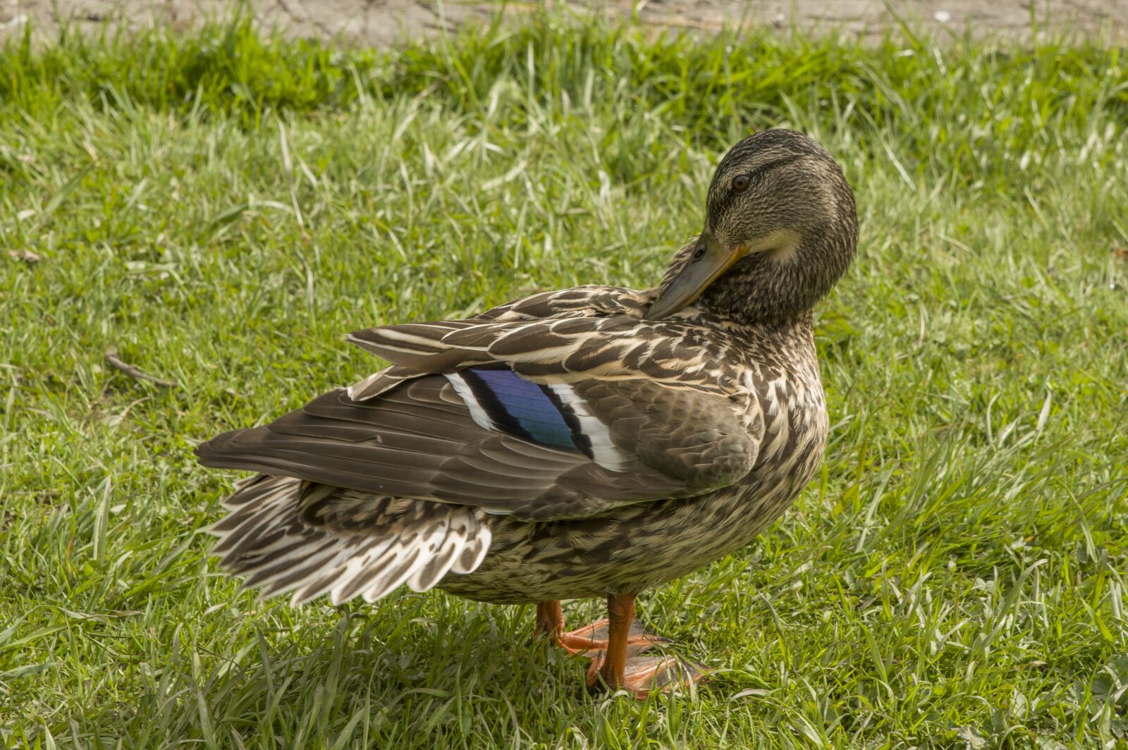 Pentax K-3 sample photo. Nature, bird, grass photography
