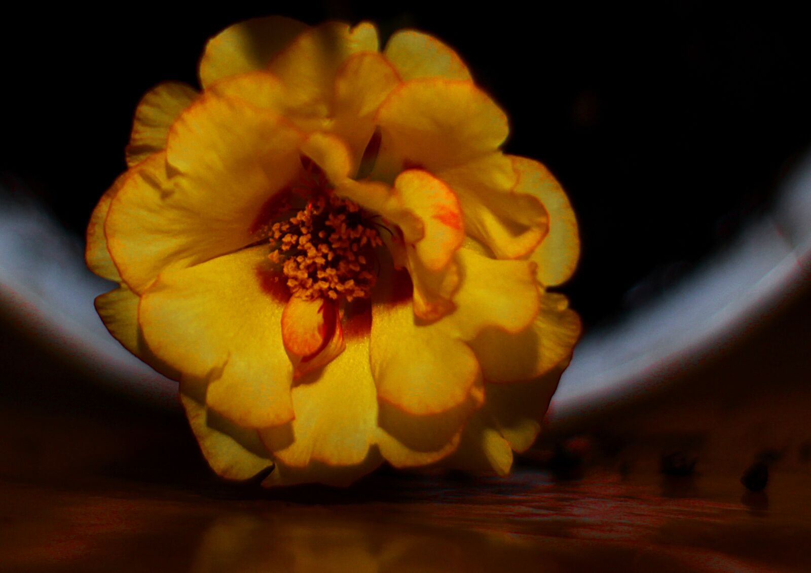 Canon EOS 1200D (EOS Rebel T5 / EOS Kiss X70 / EOS Hi) sample photo. Flower, yellow, bloom photography