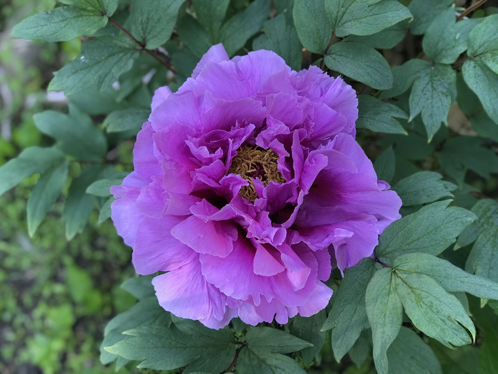 Apple iPhone 7 Plus sample photo. Tree peony flower, blossom photography