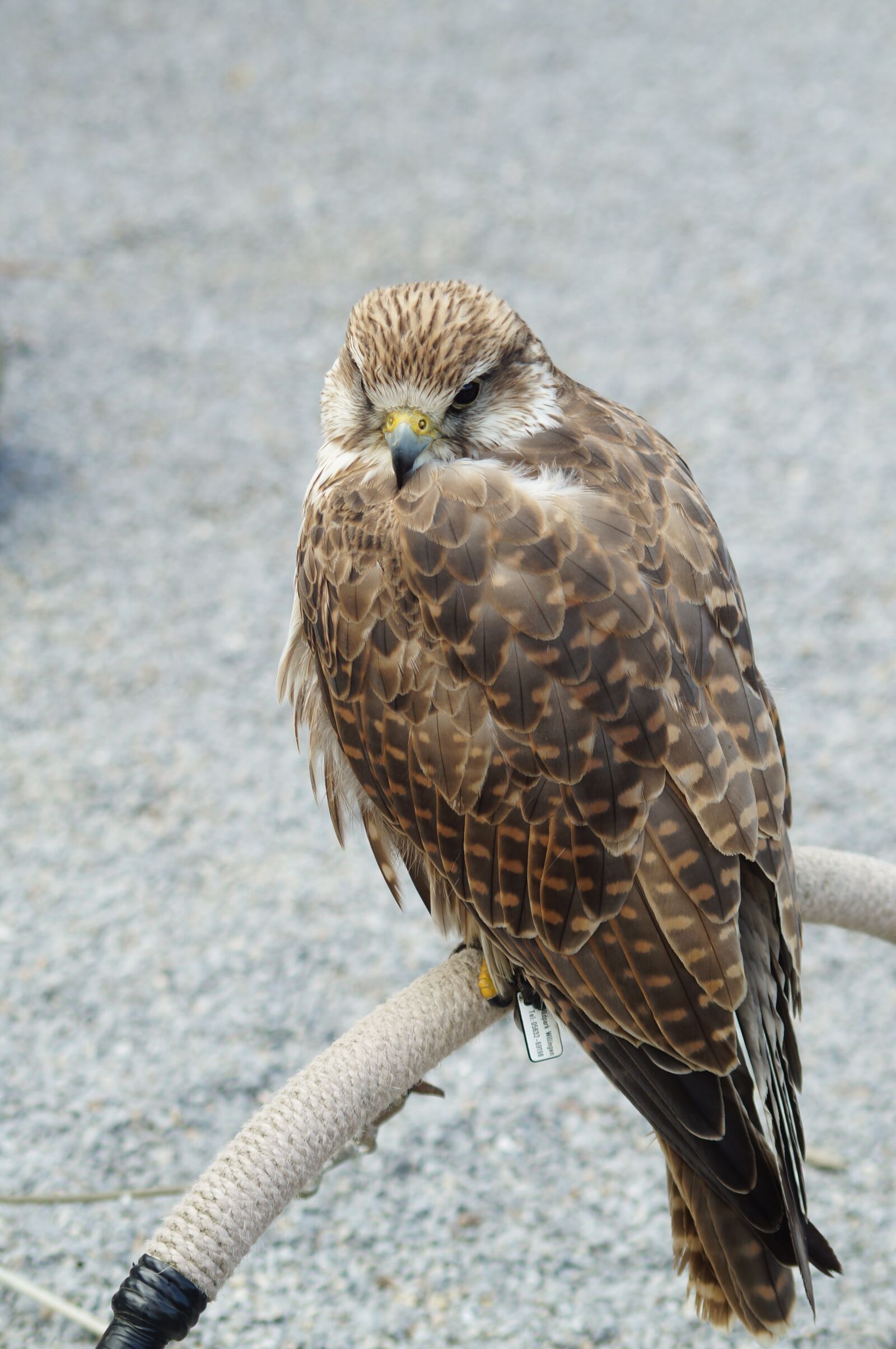Sony SLT-A37 sample photo. Falcon, raptor, bird photography
