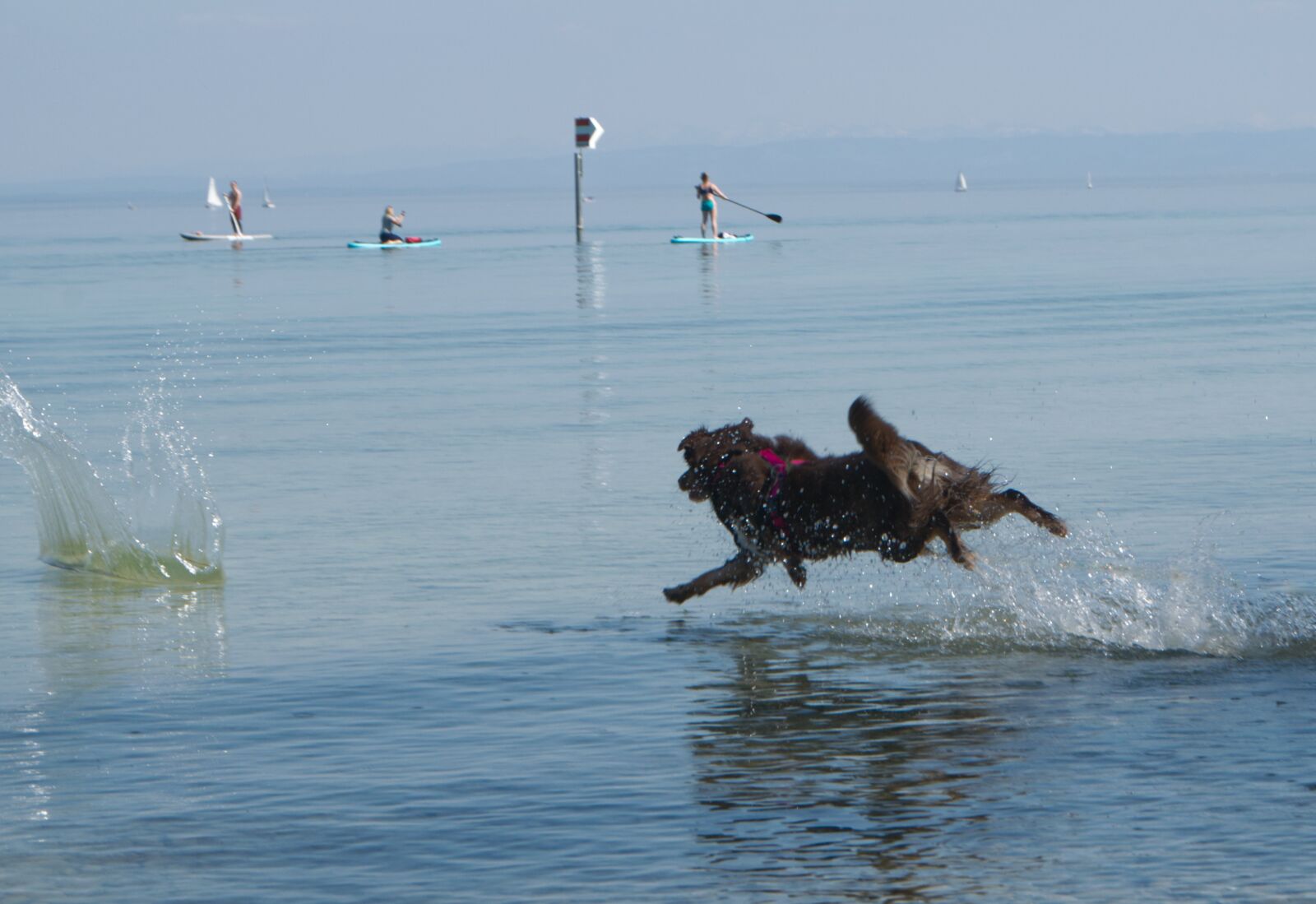 Nikon D5300 sample photo. Dog, water, aussie photography