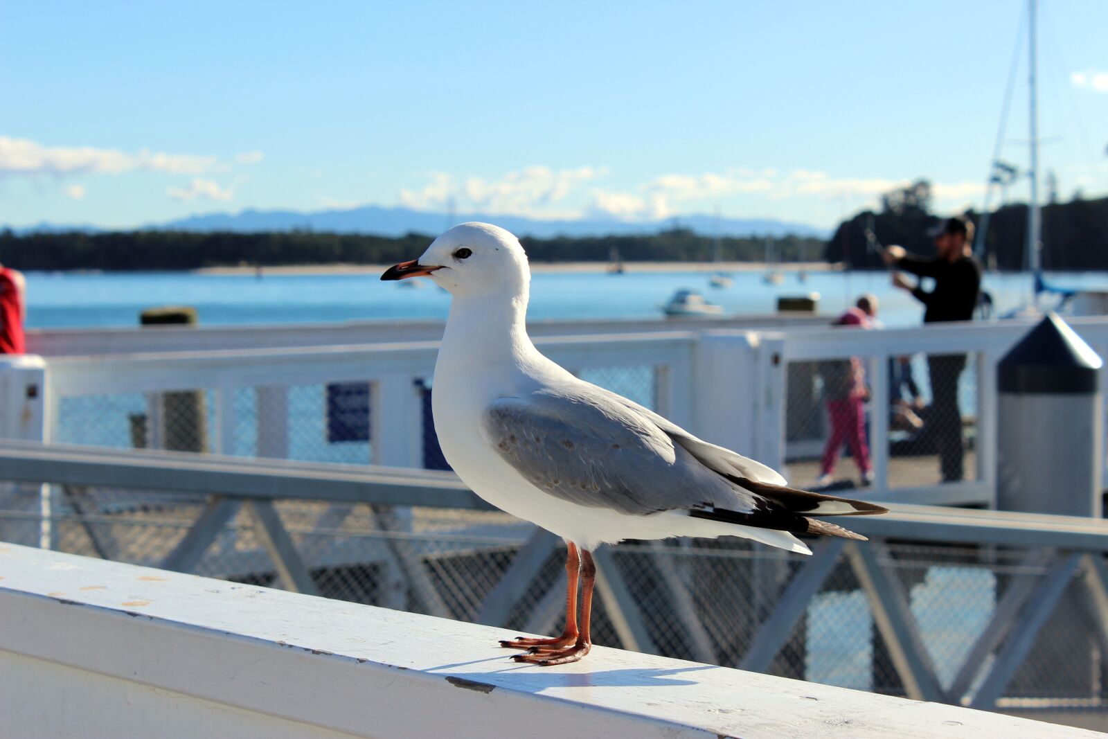 Canon EOS 600D (Rebel EOS T3i / EOS Kiss X5) sample photo. Seagull, animal, sea photography