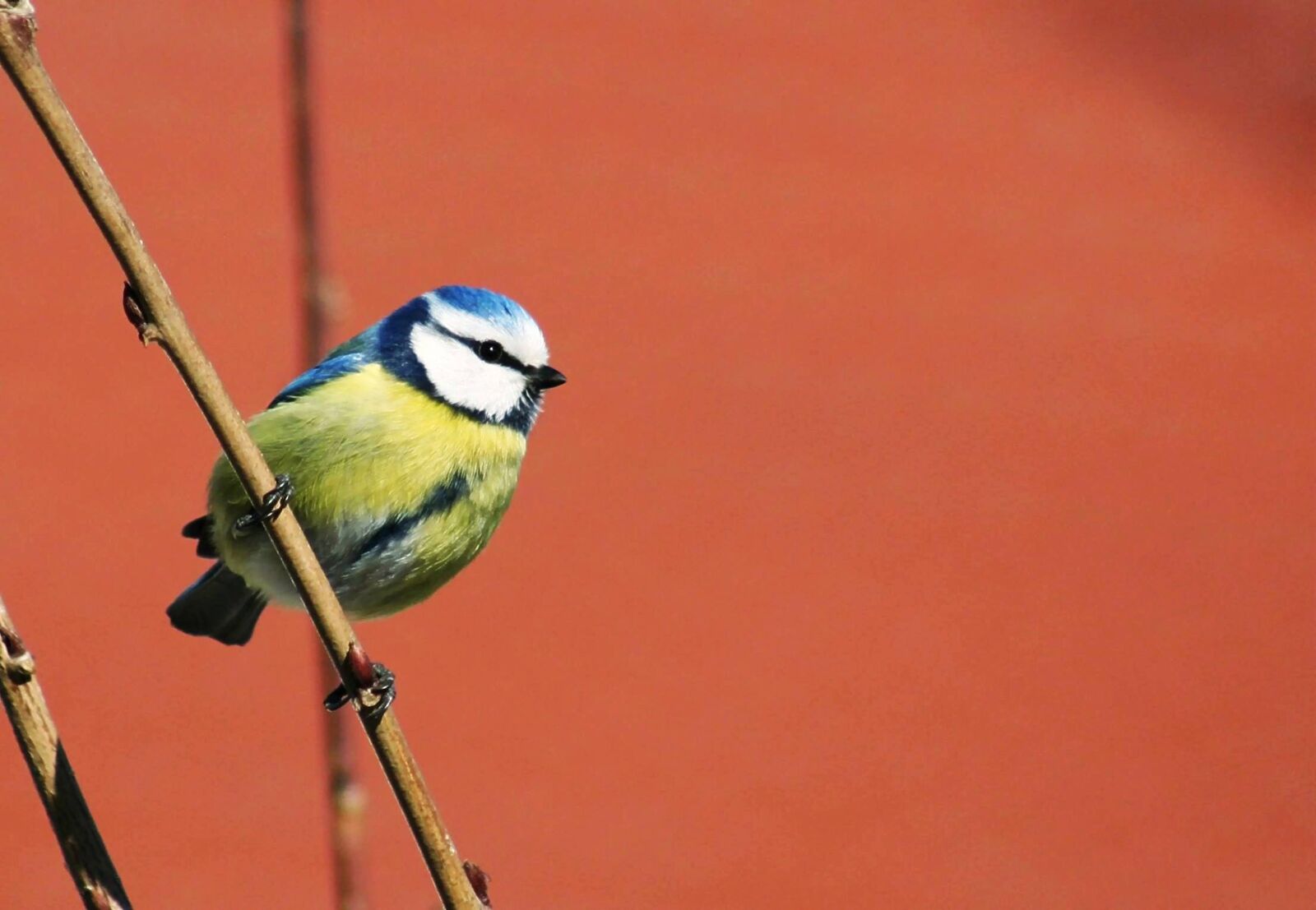 Canon EOS 350D (EOS Digital Rebel XT / EOS Kiss Digital N) sample photo. Tit, blue tit, wing photography