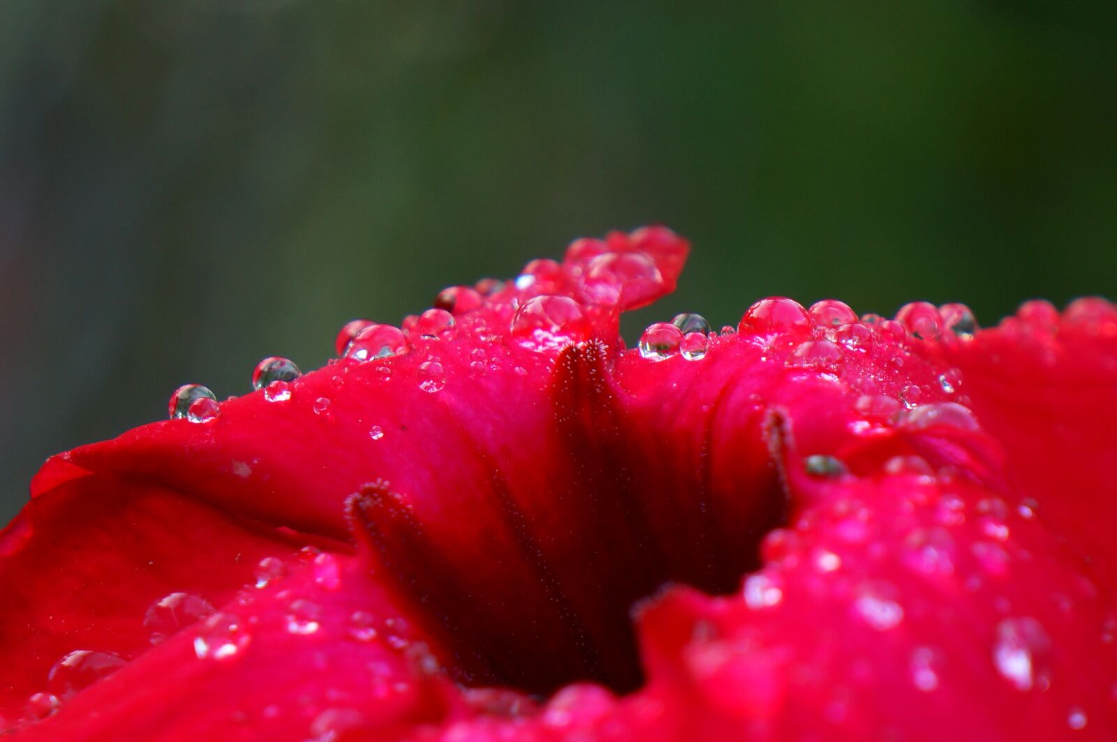 Sony Alpha NEX-F3 + Sony E 18-55mm F3.5-5.6 OSS sample photo. Dews, mist, natural photography