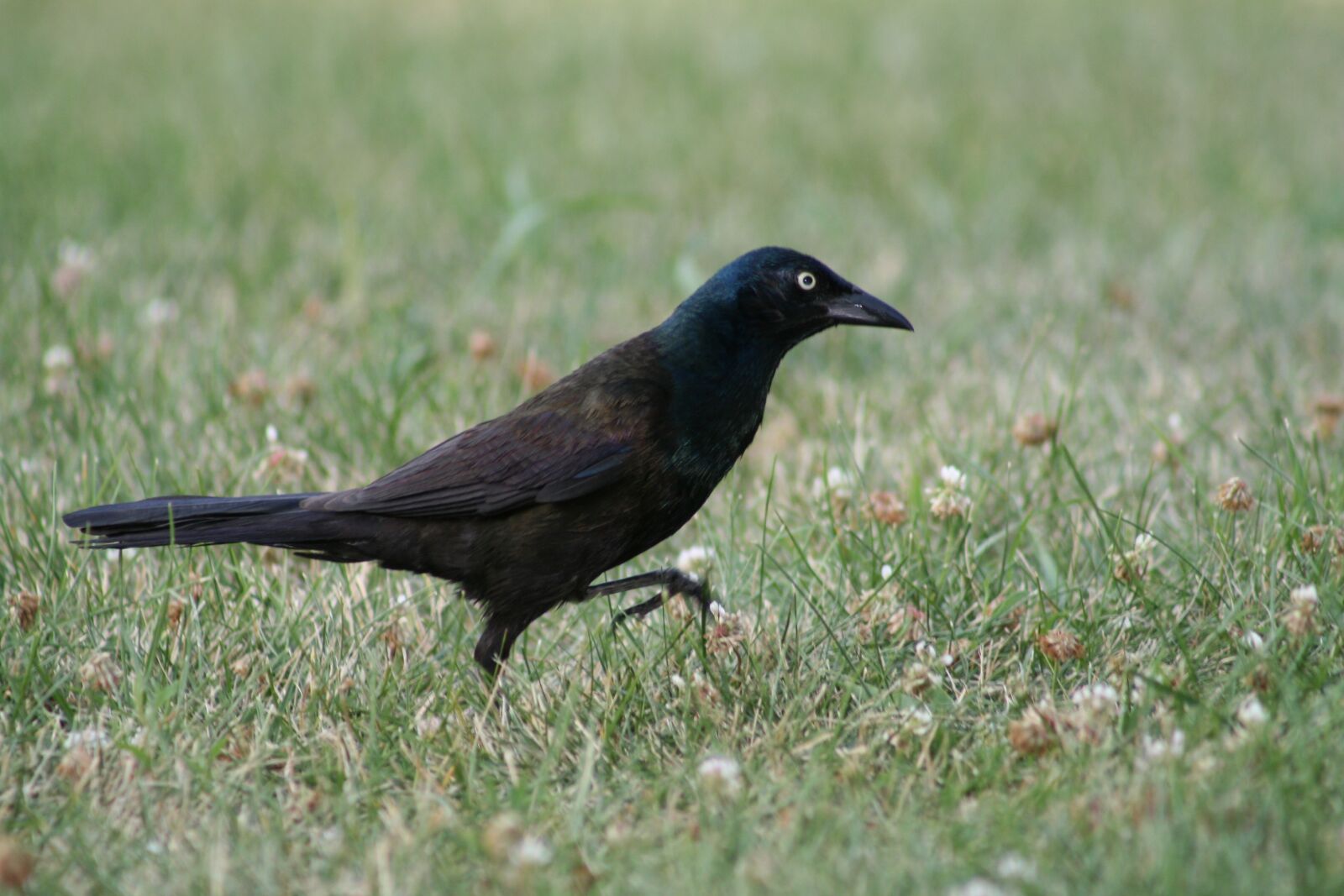 Canon EOS 400D (EOS Digital Rebel XTi / EOS Kiss Digital X) sample photo. Bird, wildlife, nature photography