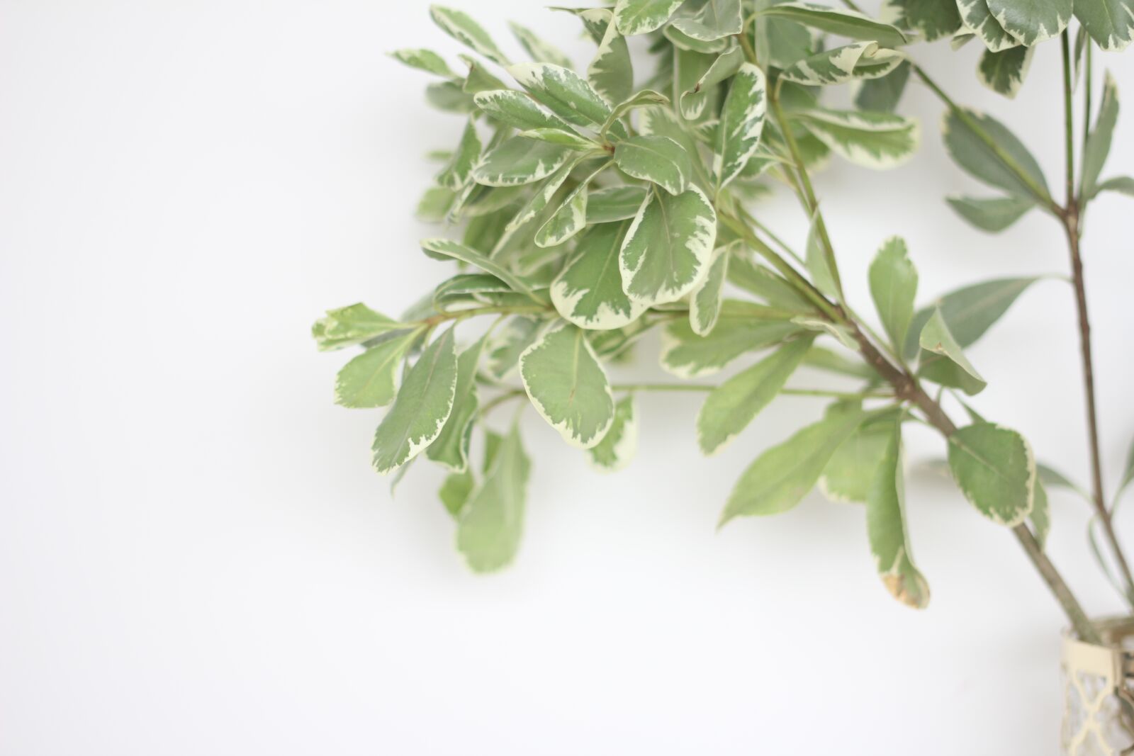 Canon EOS 60D + Canon EF 50mm F1.8 II sample photo. Plant, wall, green photography
