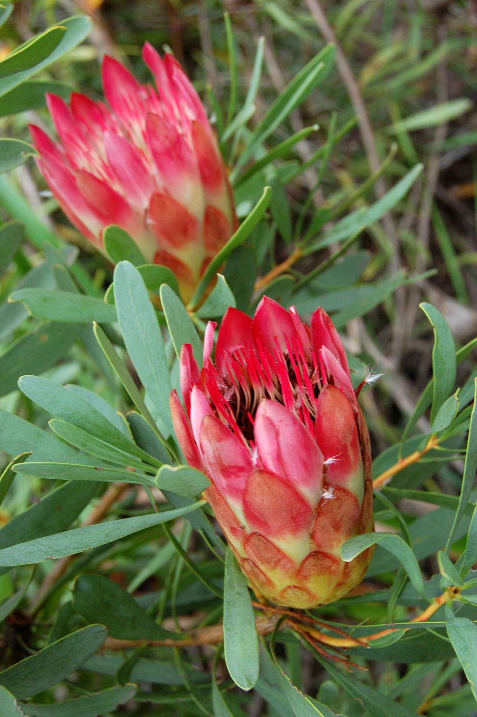 Nikon D40 sample photo. Protea, flower, kirstenbosch photography