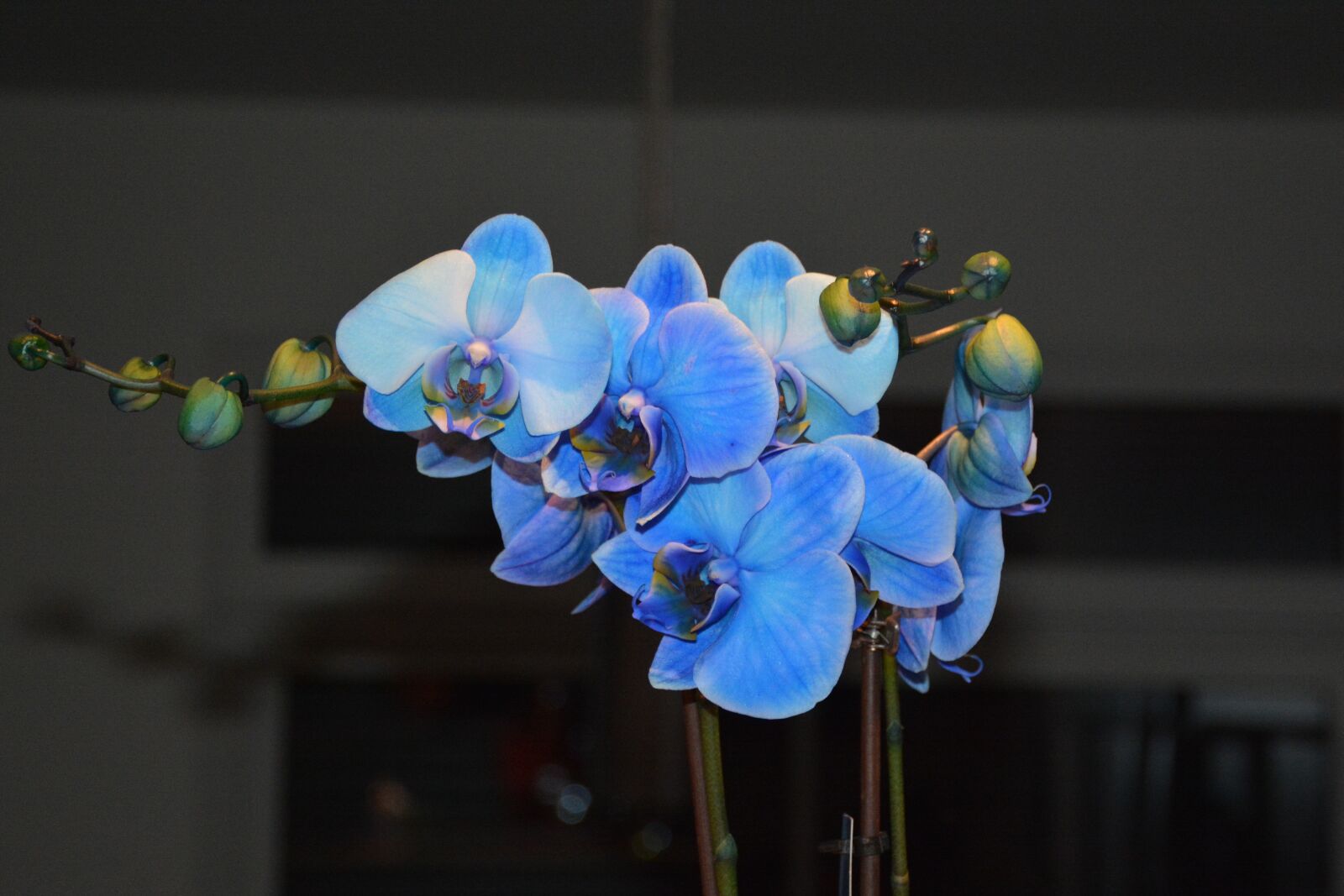 Nikon D7100 sample photo. Orchid, blue, flowers photography
