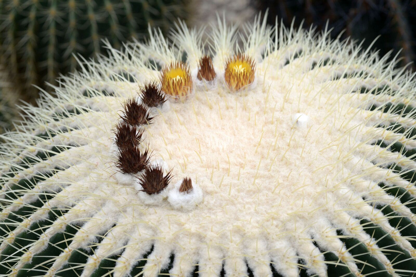 Nikon D600 sample photo. Cactus, plants, cactus flower photography