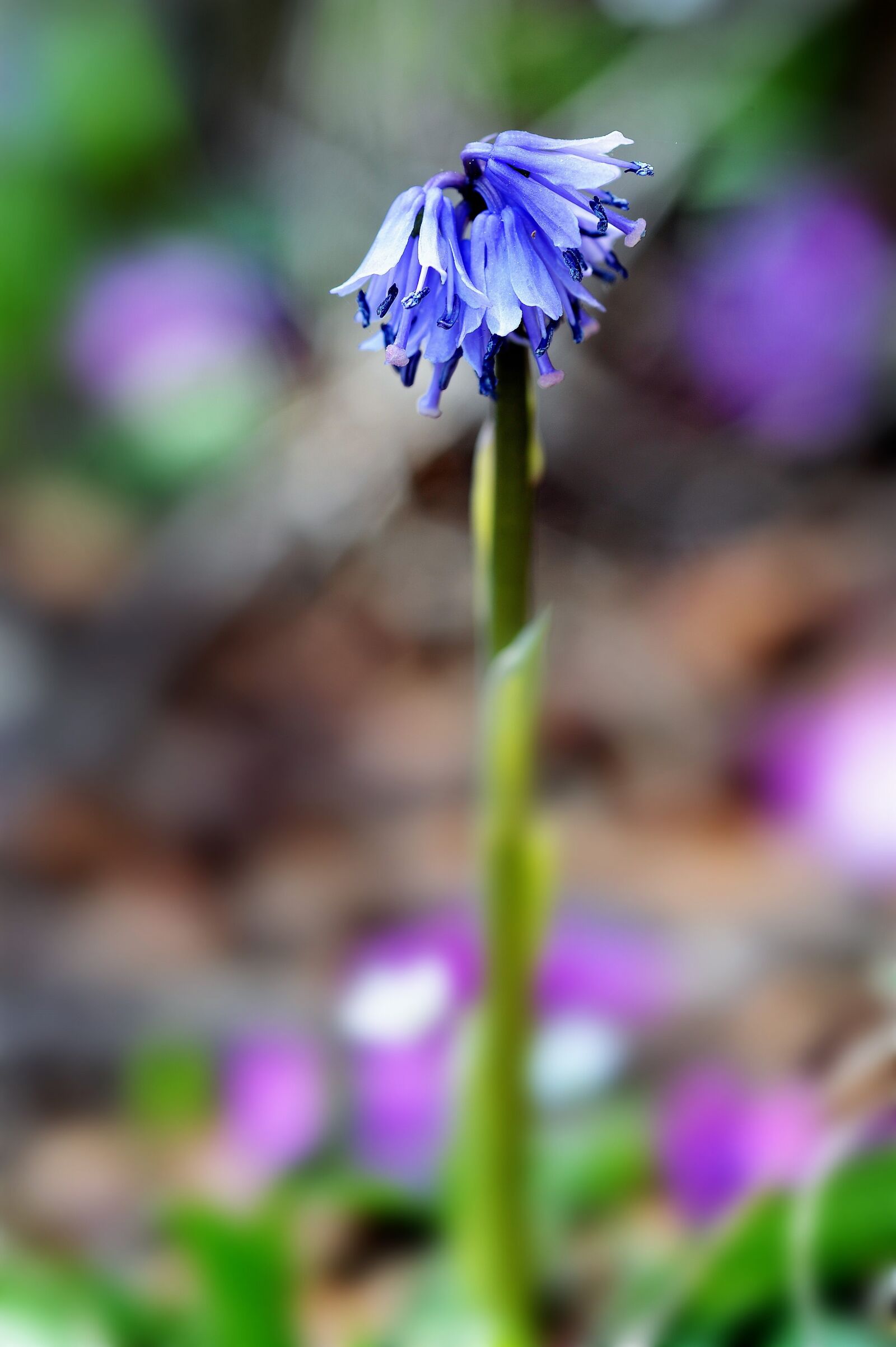 Nikon D3S sample photo. Wildflower, maiden skirt, hard photography