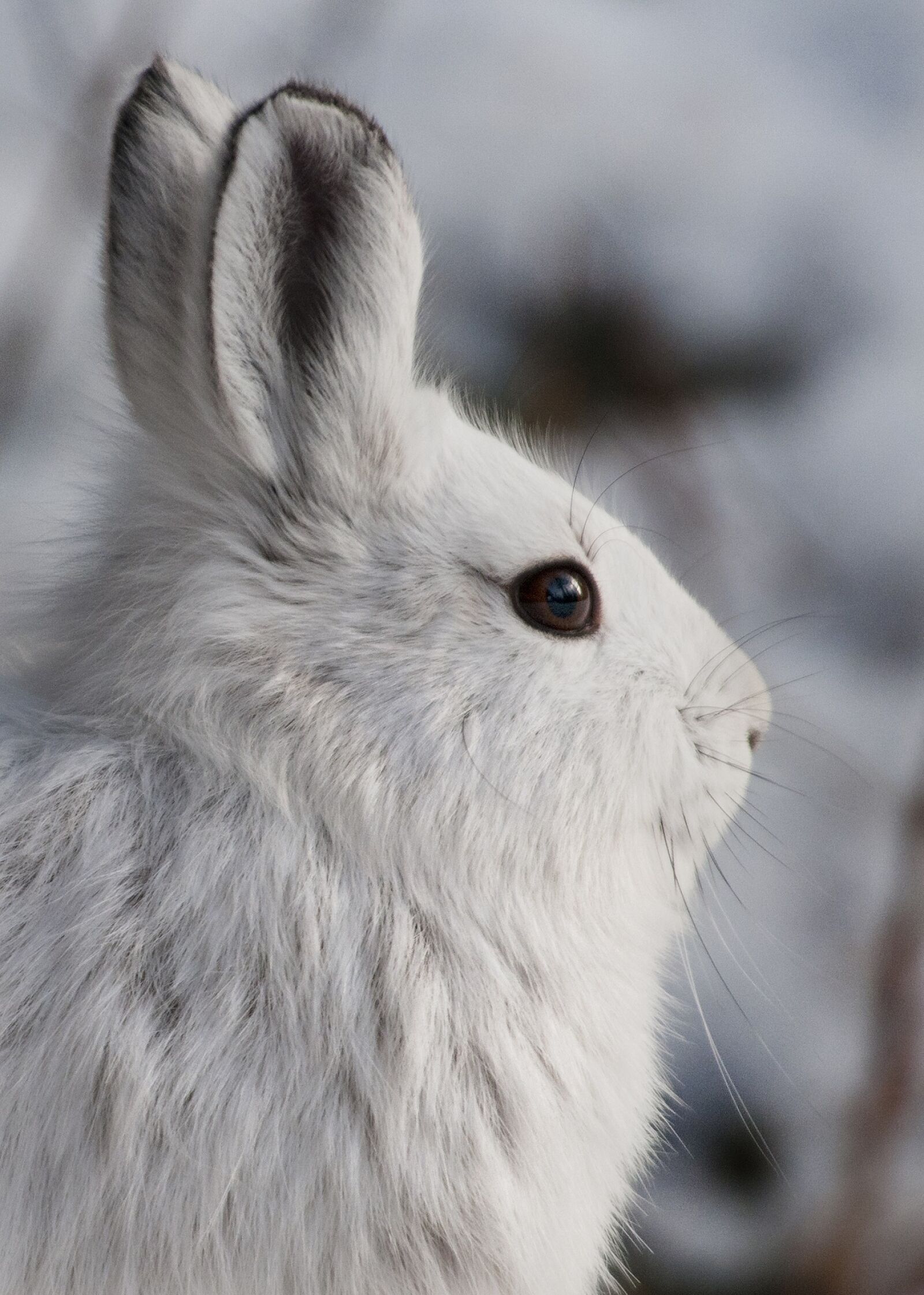 Nikon D300S sample photo. Snowshoe hare, rabbit, wildlife photography