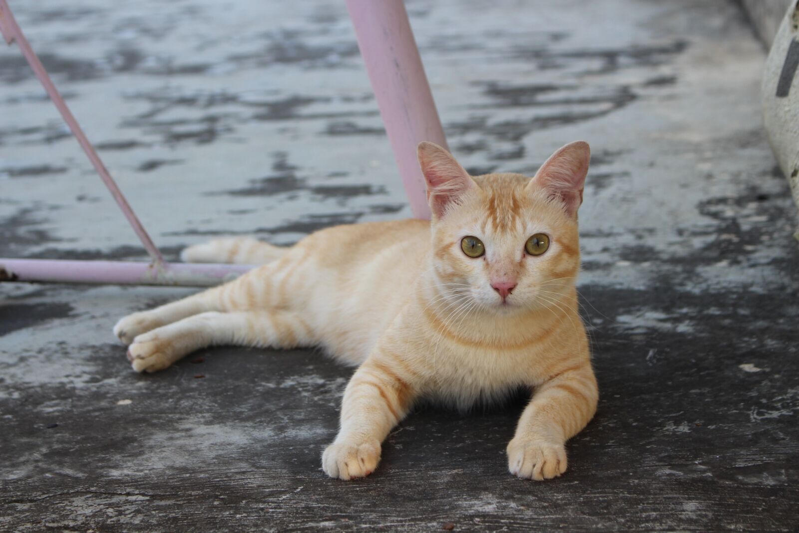 Canon EOS 700D (EOS Rebel T5i / EOS Kiss X7i) sample photo. Cute, animal, young photography
