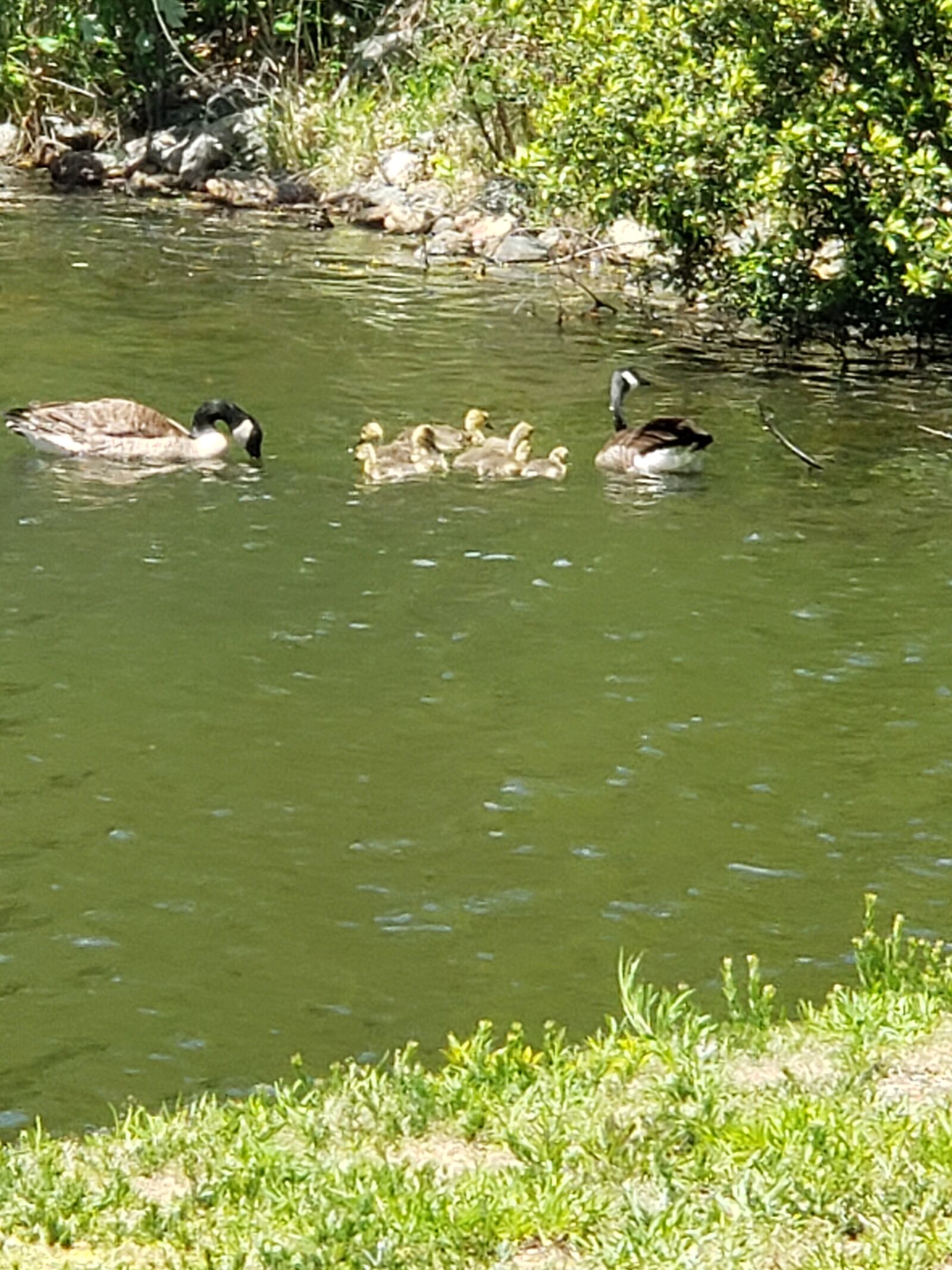 Samsung Galaxy Note9 sample photo. Birds, nature, wildlife photography