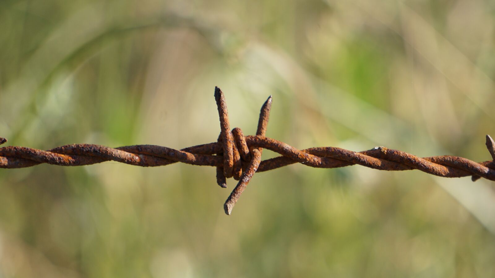 Sony a6000 sample photo. Barbed wire, nature, outdoor photography