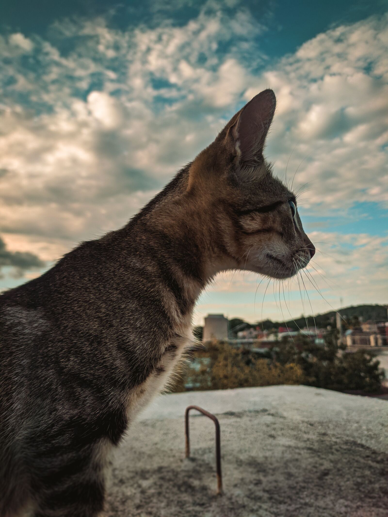 Xiaomi Redmi Note 7 sample photo. Cat, pet, animal photography