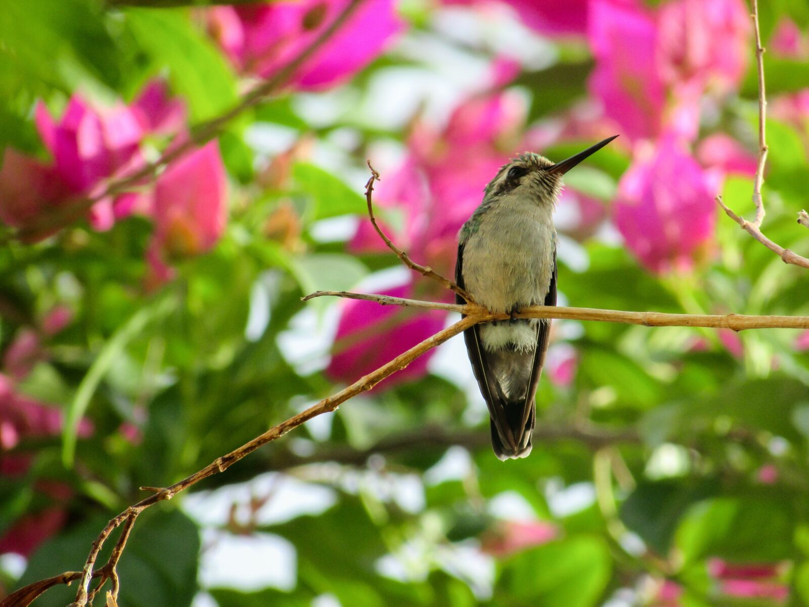 Canon PowerShot SX400 IS sample photo. Bird, hummingbirds, nature photography