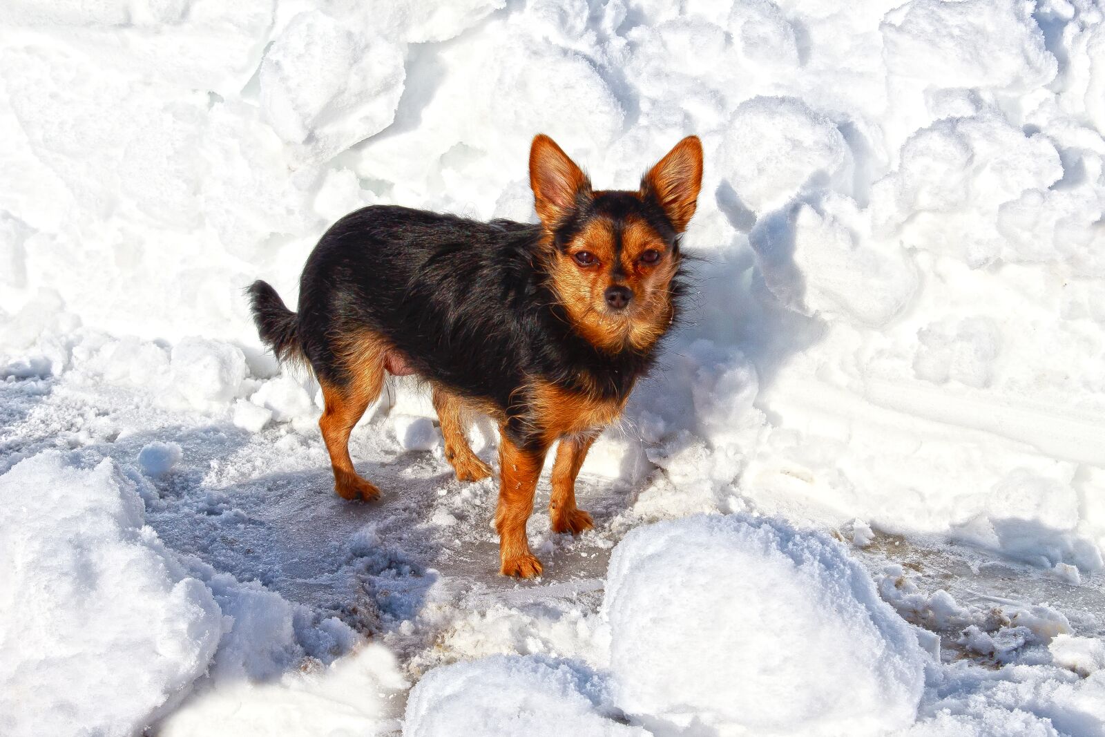 Canon EOS 1300D (EOS Rebel T6 / EOS Kiss X80) sample photo. Dog, winter, snow photography
