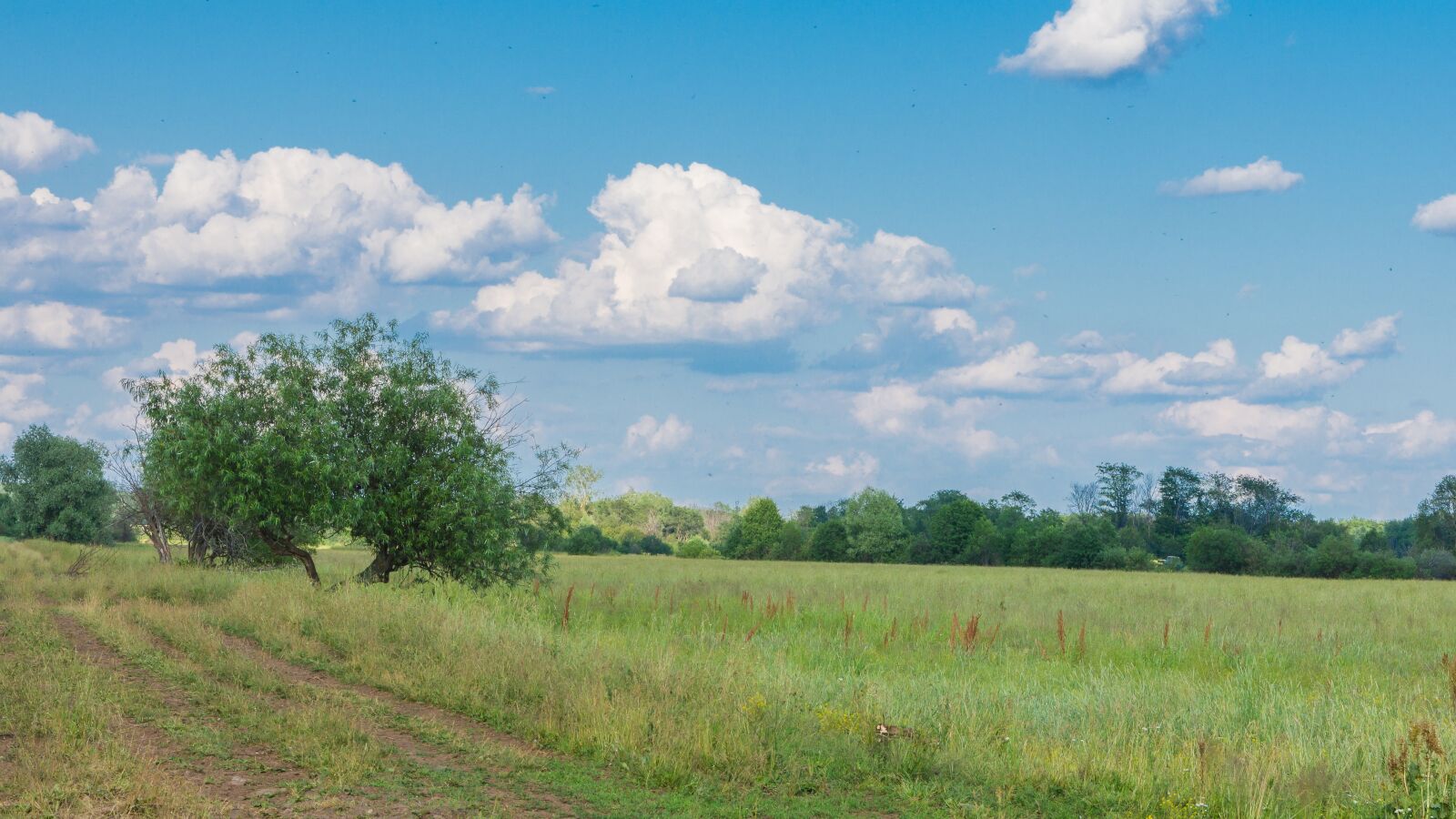 Nikon D7200 sample photo. Landscape, forest, trees photography