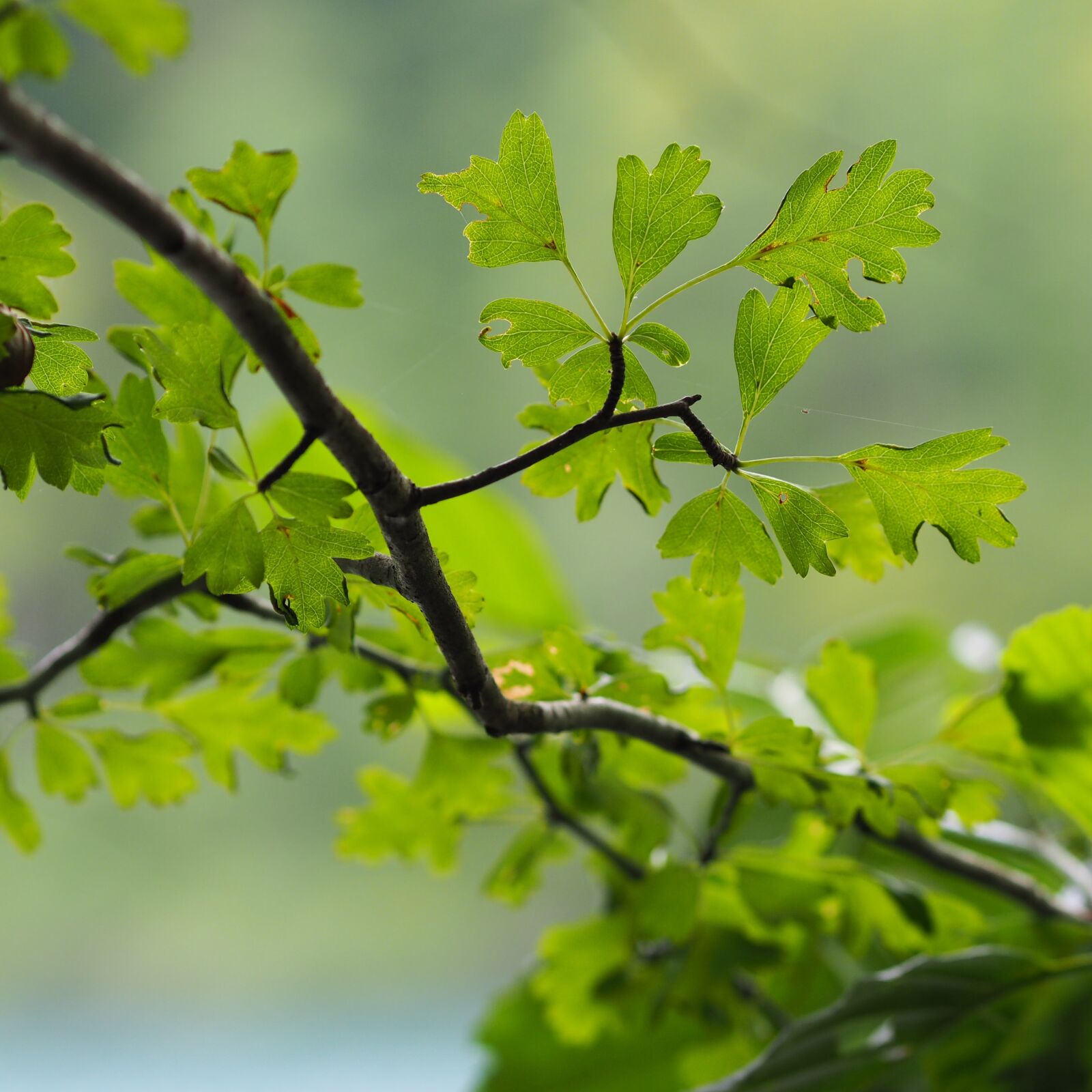 Olympus OM-D E-M1 + Olympus M.Zuiko Digital ED 75mm F1.8 sample photo. Tree, green, nature photography