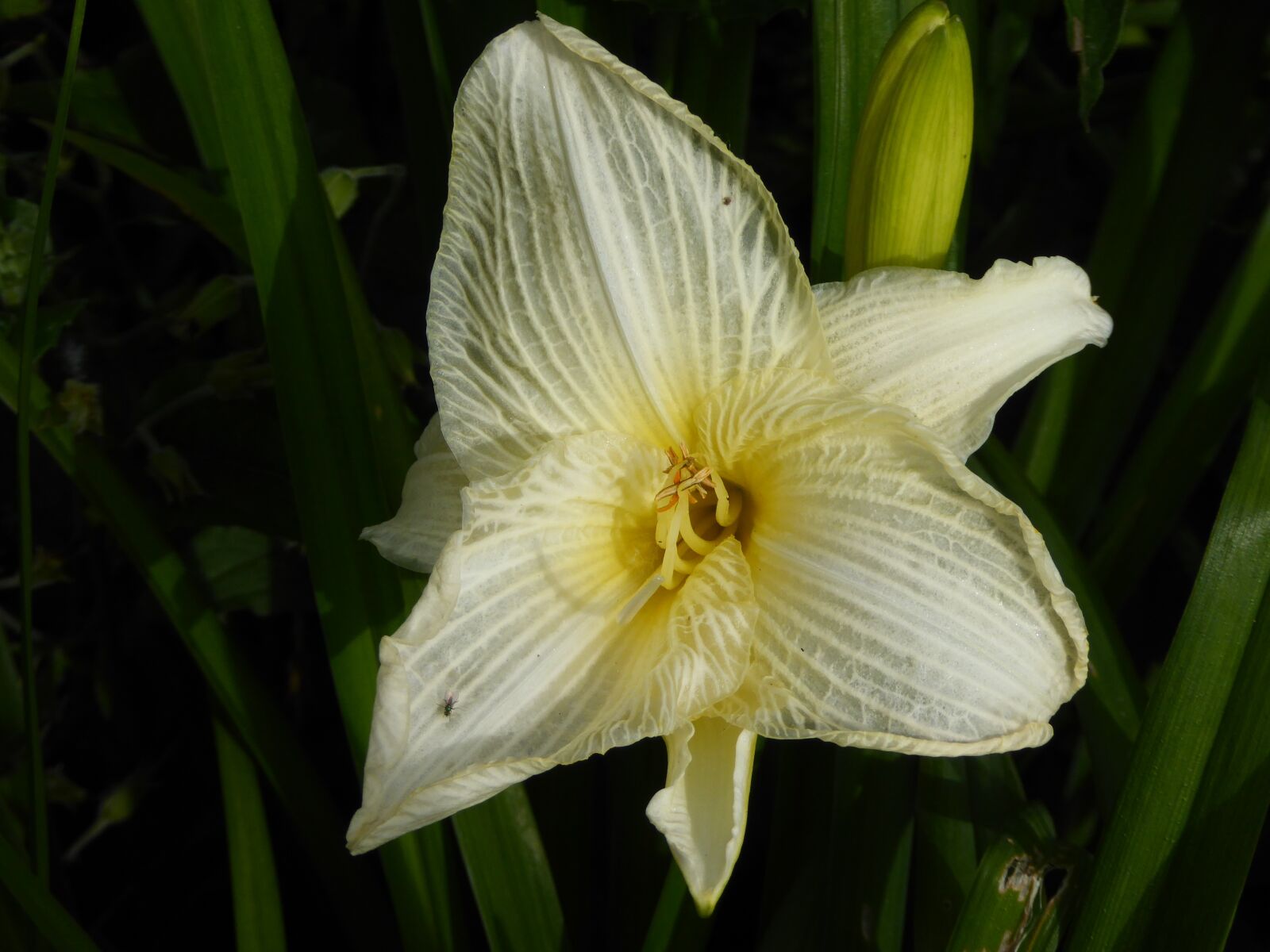 Panasonic DMC-TZ61 sample photo. Lily, yellow, nature photography
