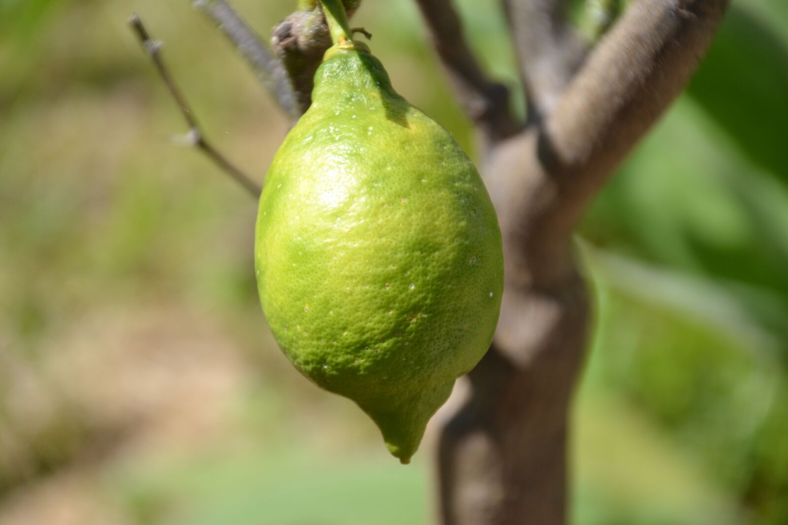 Nikon D3100 sample photo. Lemon, citrus fruit, fresh photography