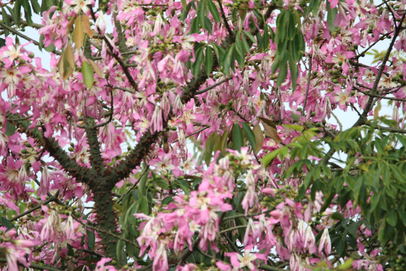 Canon EOS 7D Mark II sample photo. Autumn, flowers, nature, pink photography