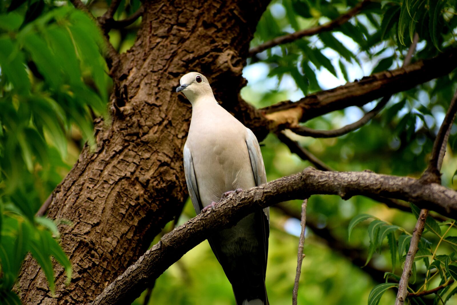 Nikon D3300 sample photo. Birds, dove, nature photography