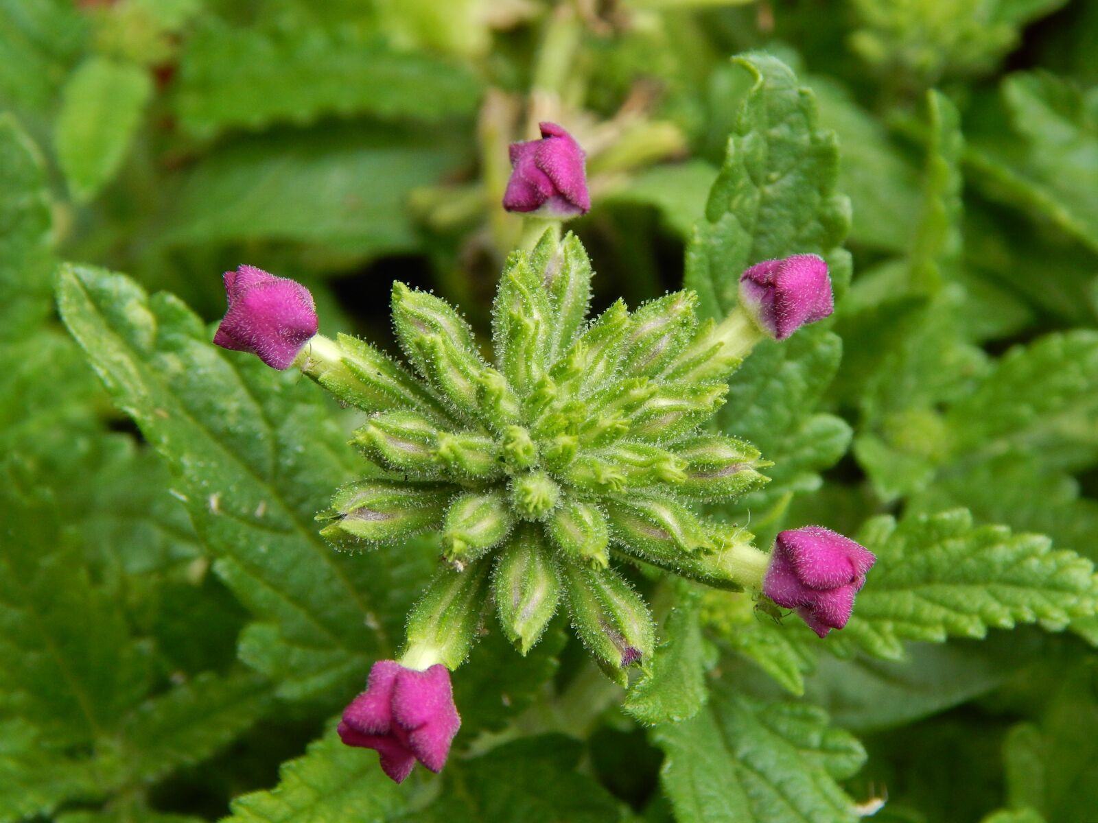 Nikon Coolpix L820 sample photo. Flower, flowering, plant photography
