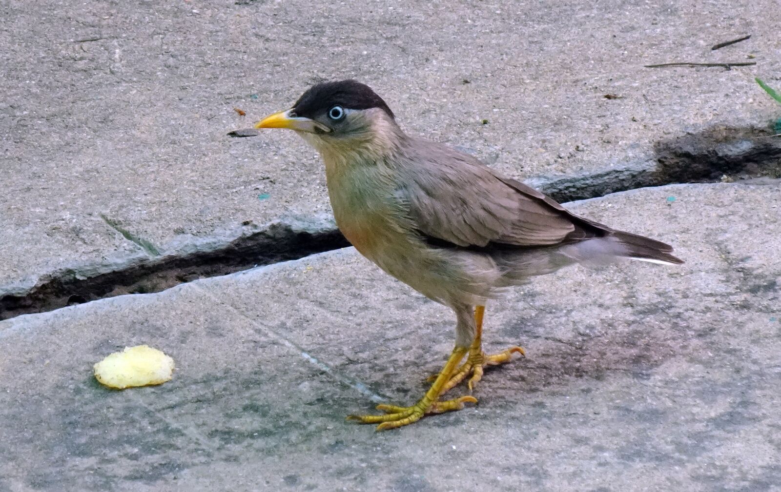Sony DSC-WX800 sample photo. Bird, myna, mynah photography