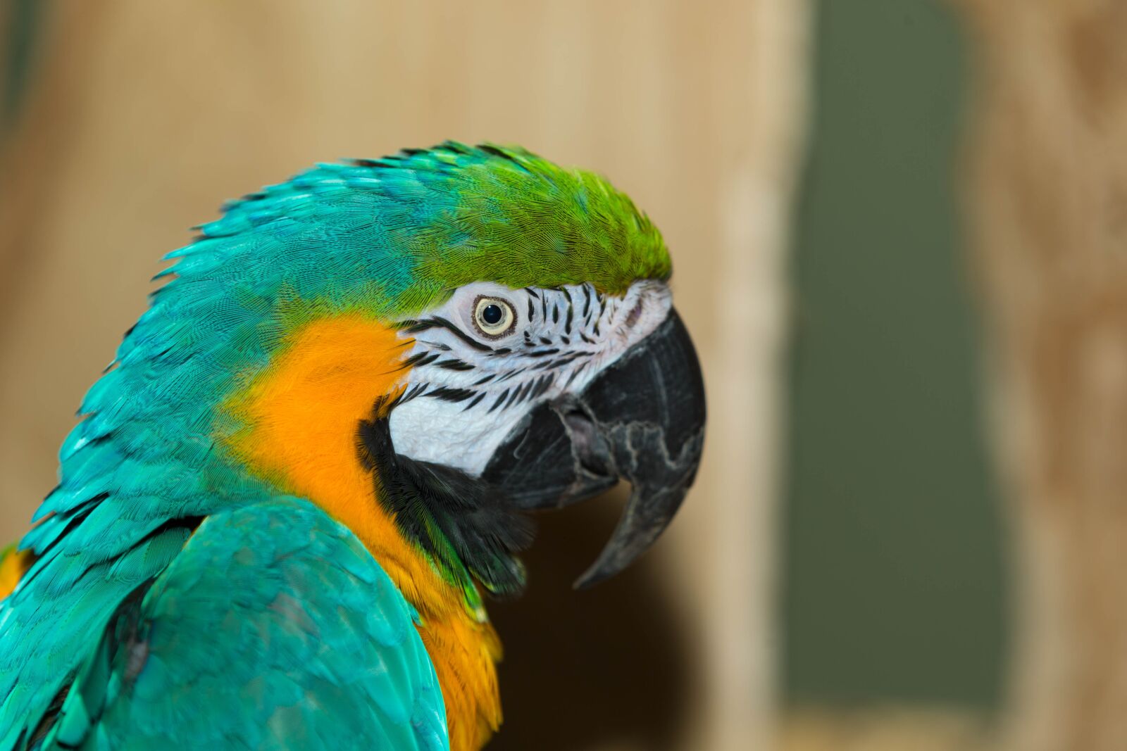 Canon EOS-1D X sample photo. Macaw parrot, parrot, bird photography