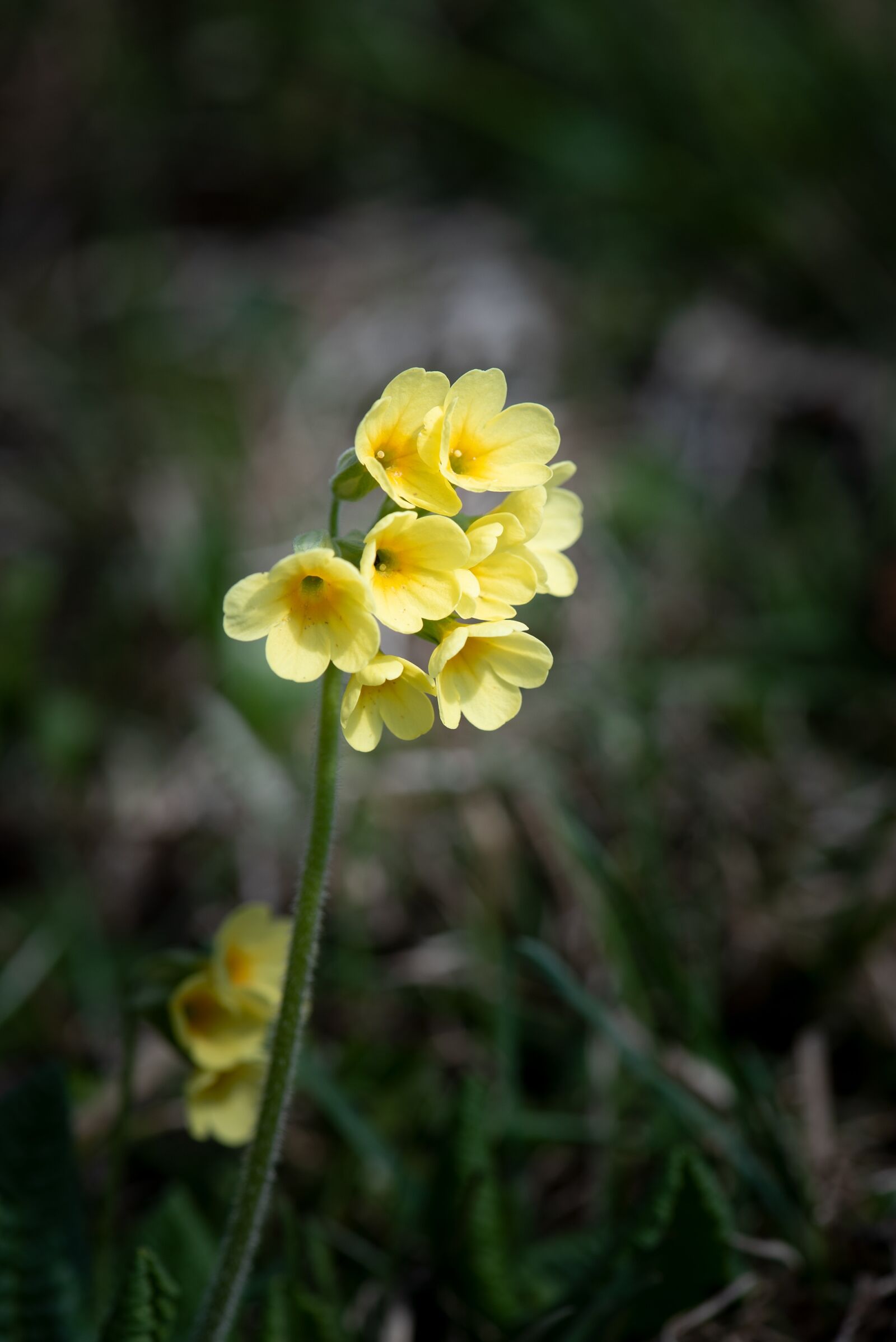 Nikon D750 sample photo. Cowslip, pointed flower, yellow photography