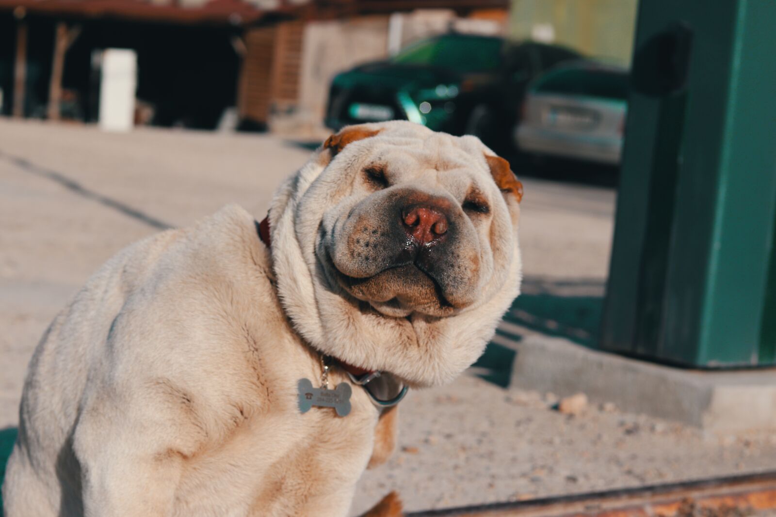 Canon EF 50mm F1.8 STM sample photo. Bulldog, pug, animal photography