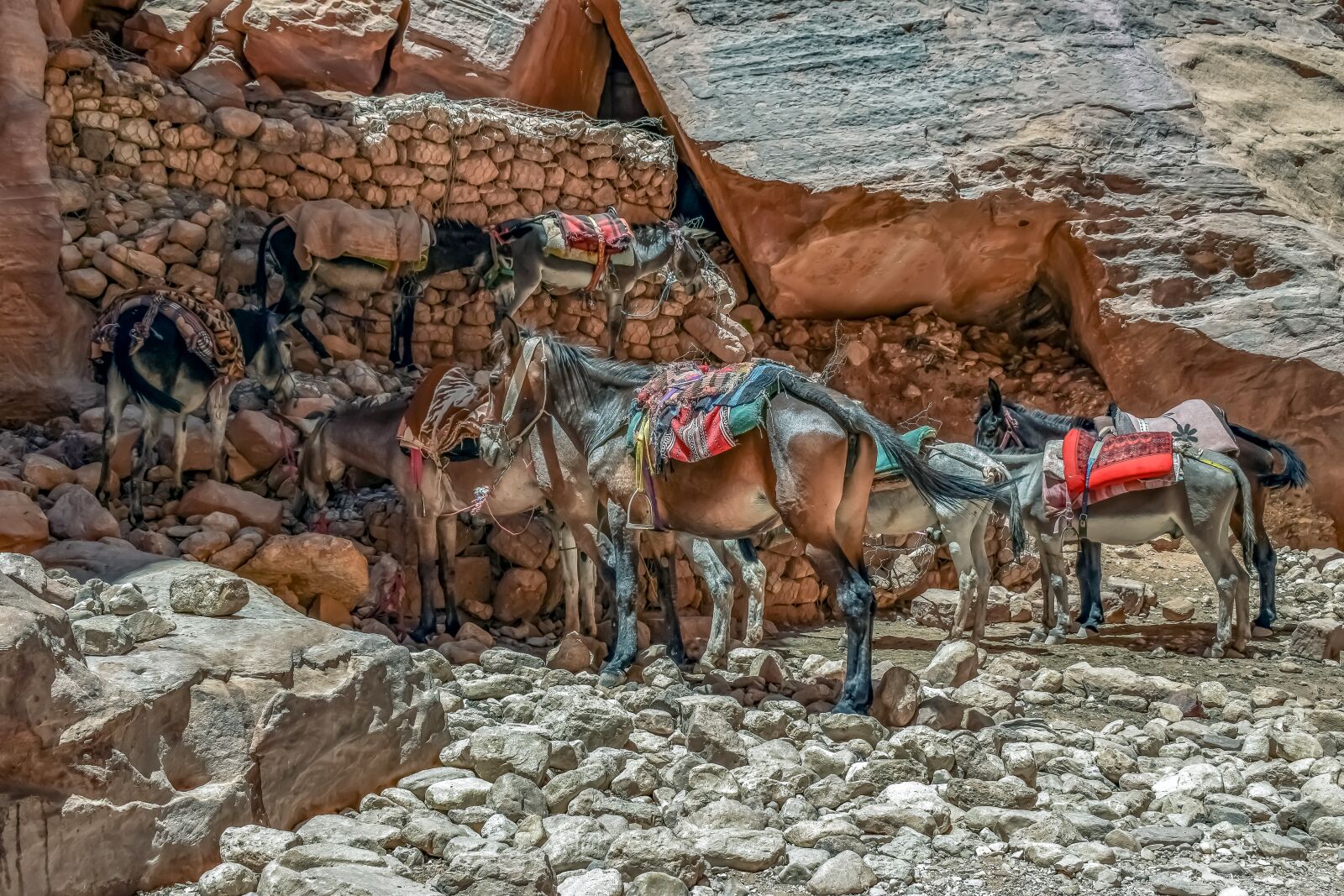 Nikon D3300 sample photo. Mules, donkeys, transportation photography
