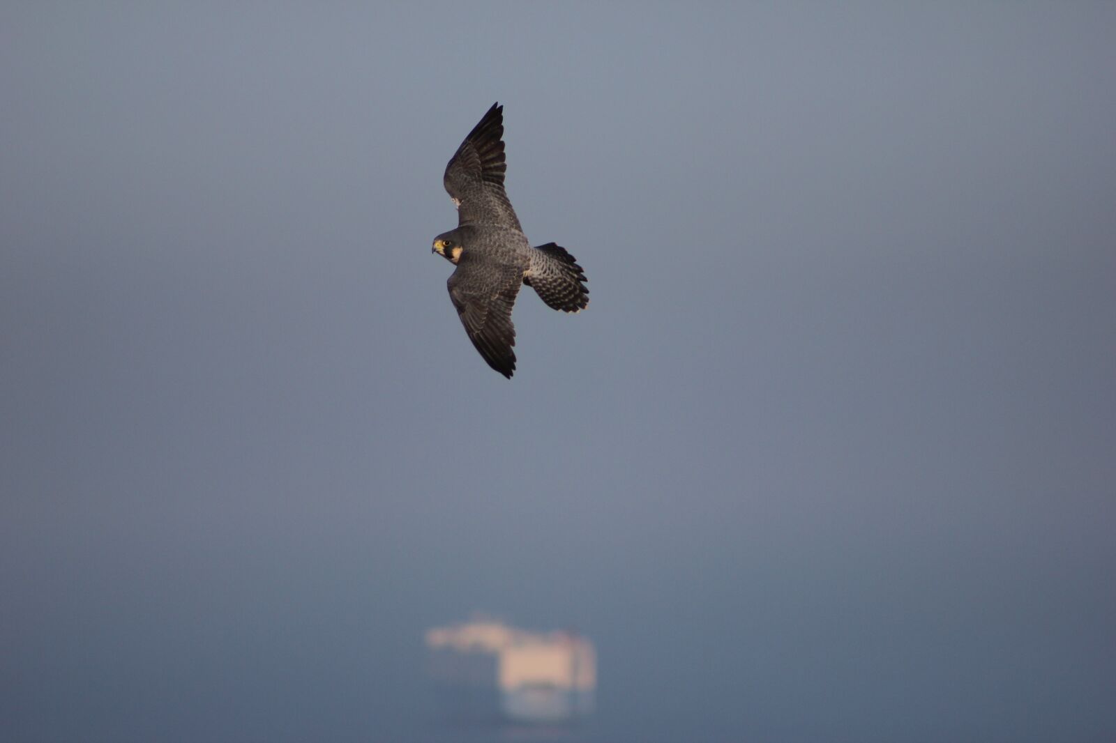 Canon EOS 550D (EOS Rebel T2i / EOS Kiss X4) sample photo. Eagle, boats, sea photography
