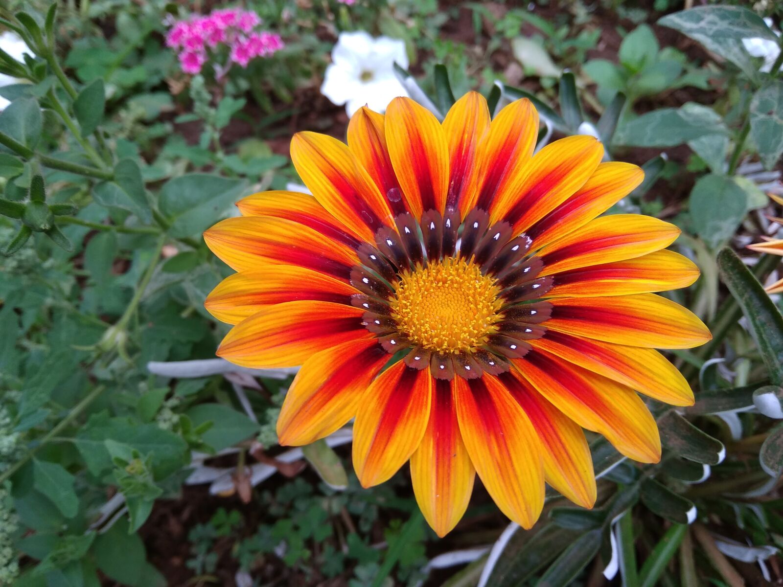 Xiaomi Redmi 5A sample photo. Gazanias, flower, nature photography