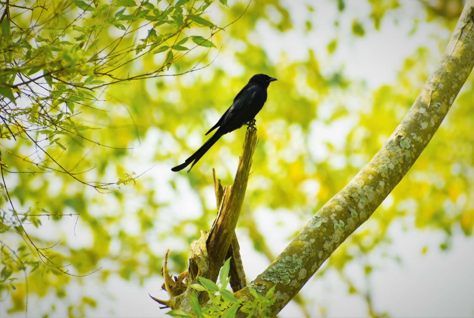 Nikon D5600 sample photo. Nature, bird, outdoors photography
