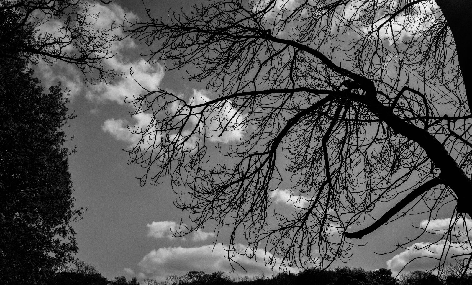 Nikon D3200 sample photo. Some, trees photography