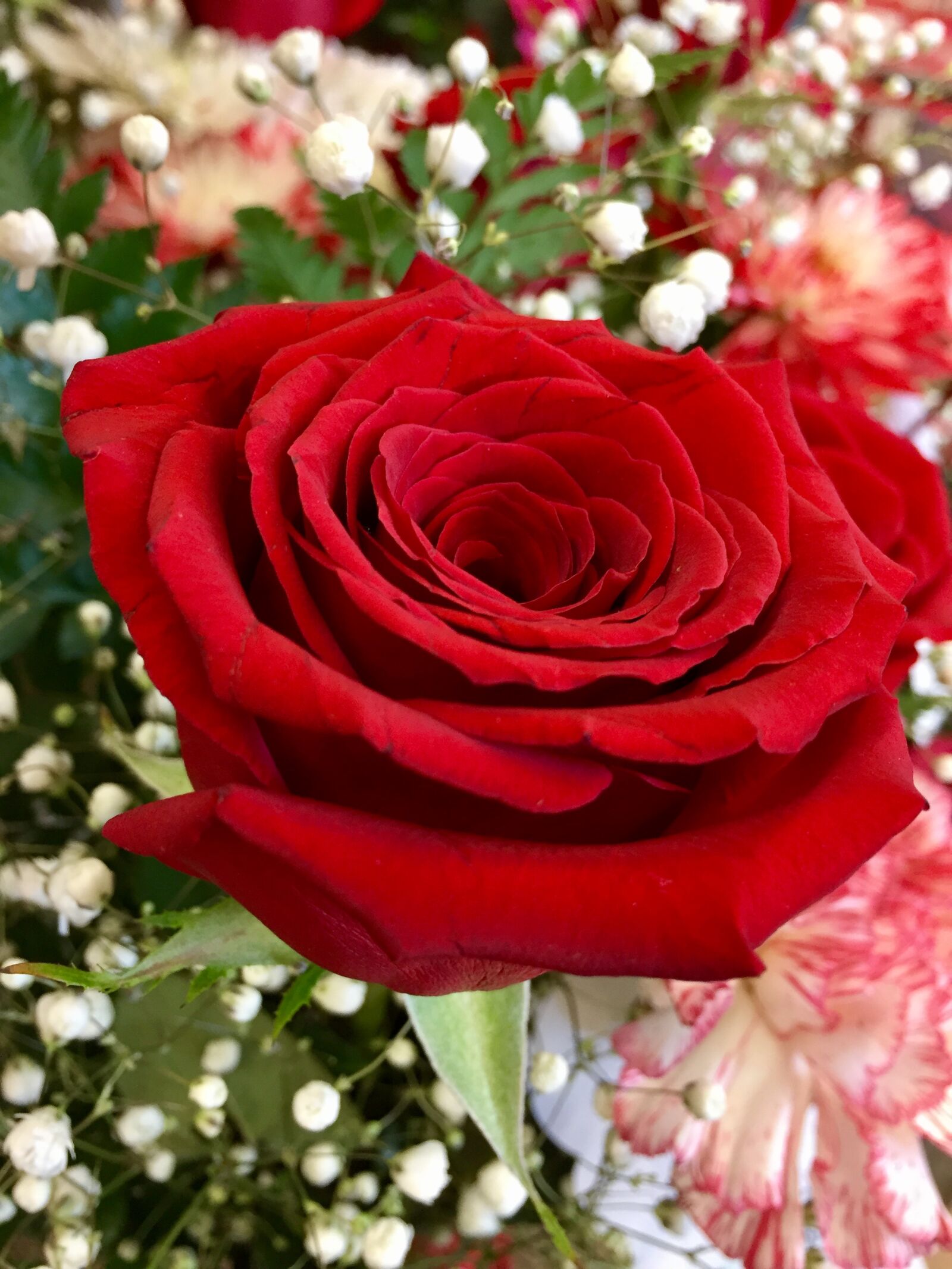 iPhone 6 Plus back camera 4.15mm f/2.2 sample photo. Bloom, blossom, bouquet, close photography